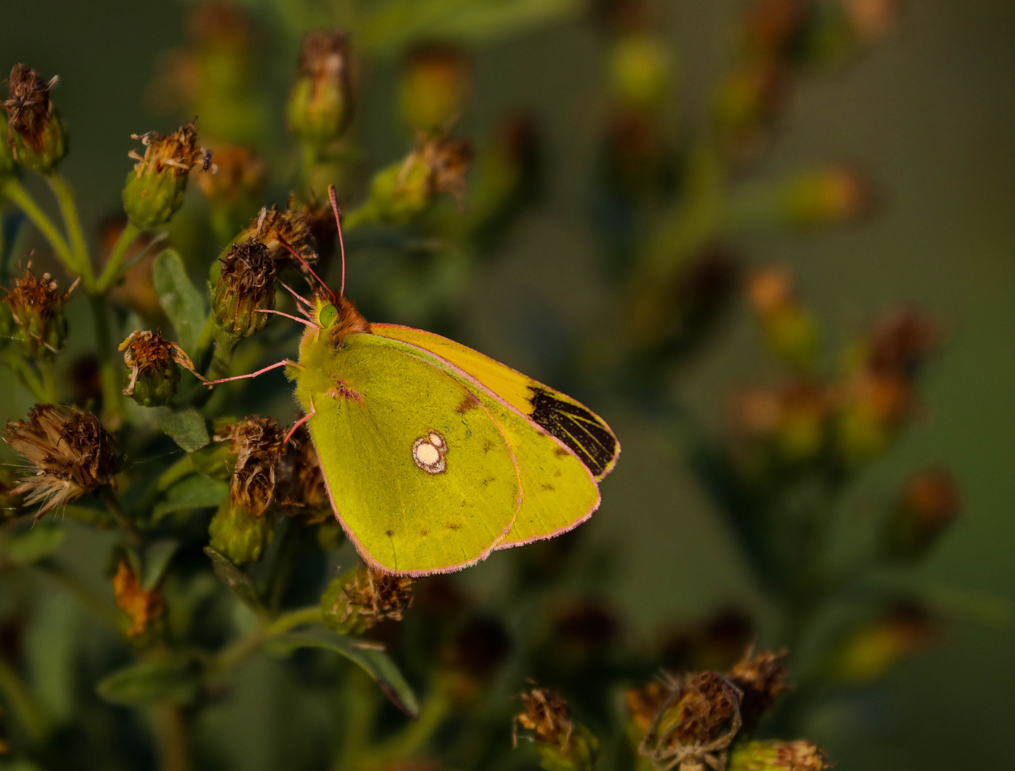 Canon EF 70-300mm F4-5.6L IS USM sample photo. Yellow & green photography