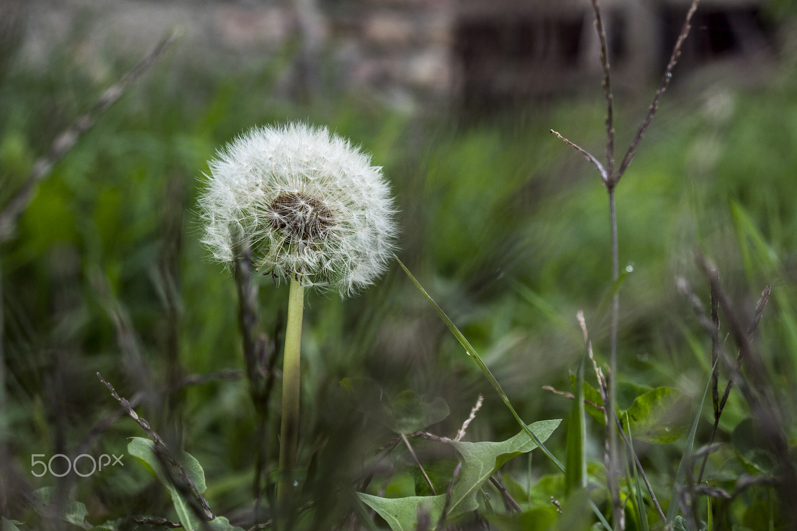 Sony SLT-A68 sample photo. Dandelion in the grass photography