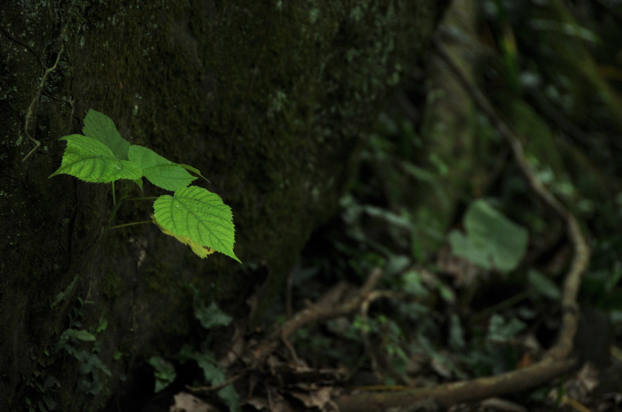 Nikon D3S sample photo. .. photography