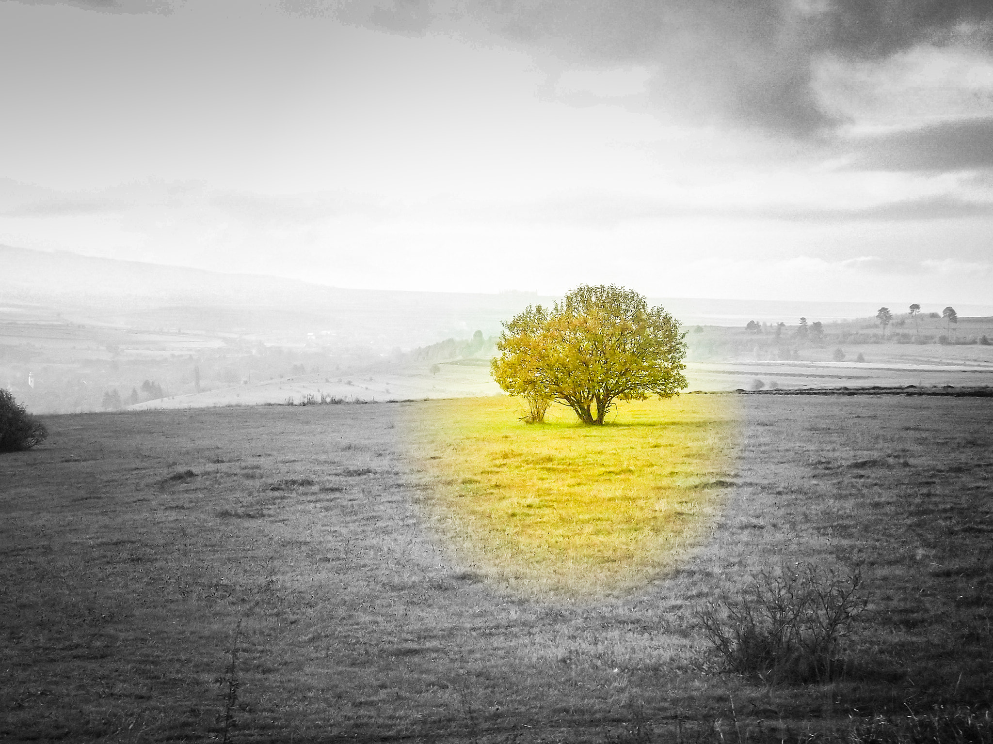 Fujifilm FinePix S4900 sample photo. Lonely tree photography