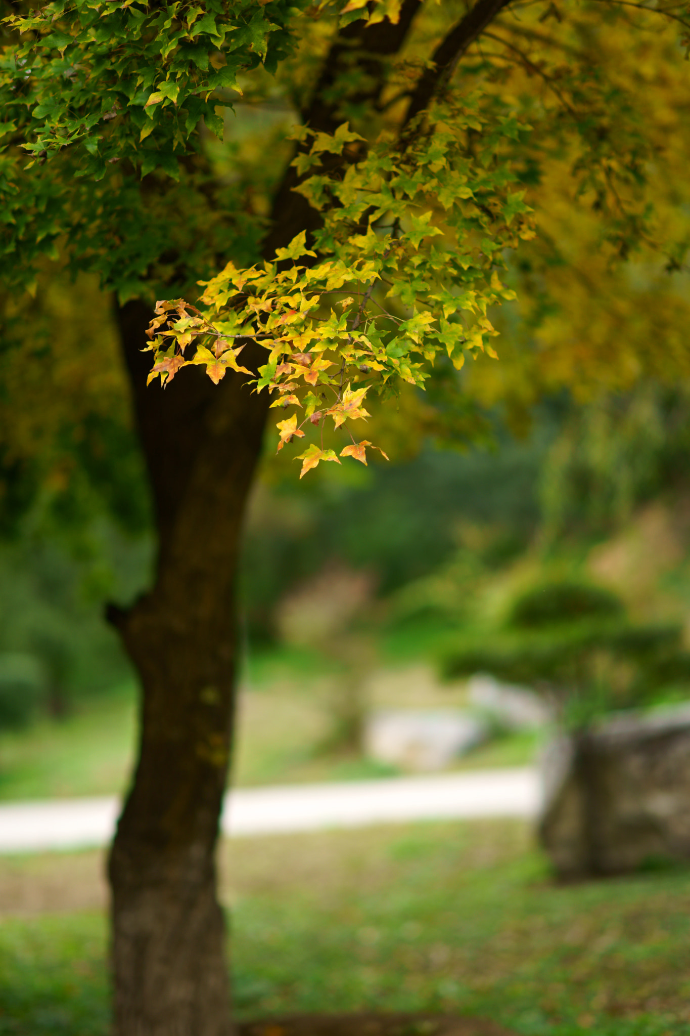 Sony Planar T* 85mm F1.4 ZA sample photo. Autumn tree photography