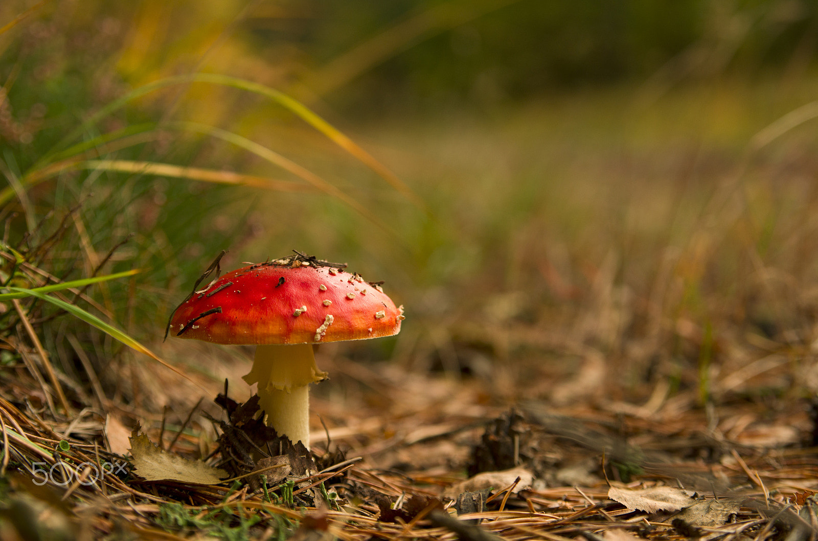 Pentax K-5 IIs sample photo. Toadstool photography