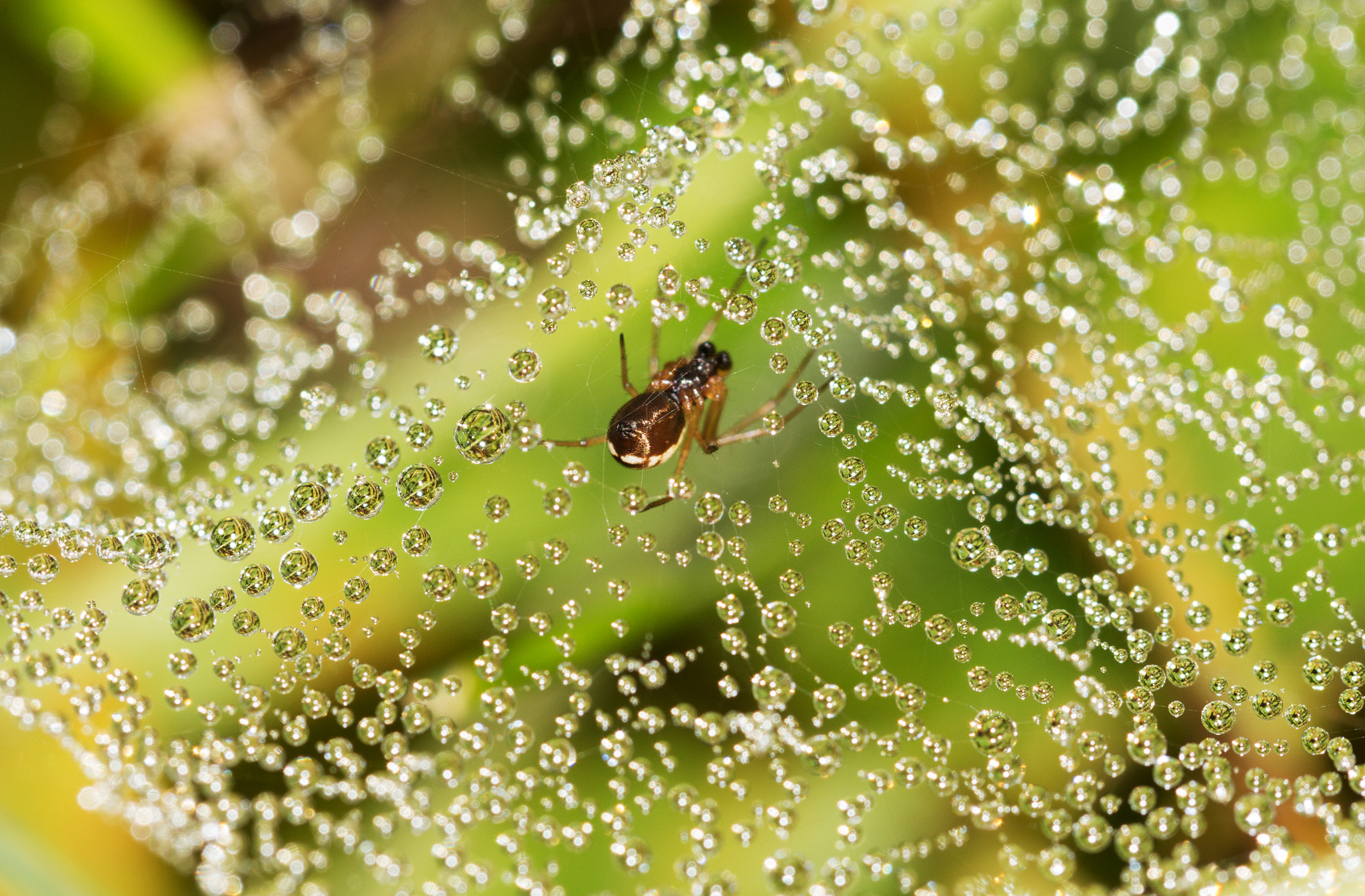 Canon EF 100mm F2.8L Macro IS USM sample photo. Spider,s web pearls photography