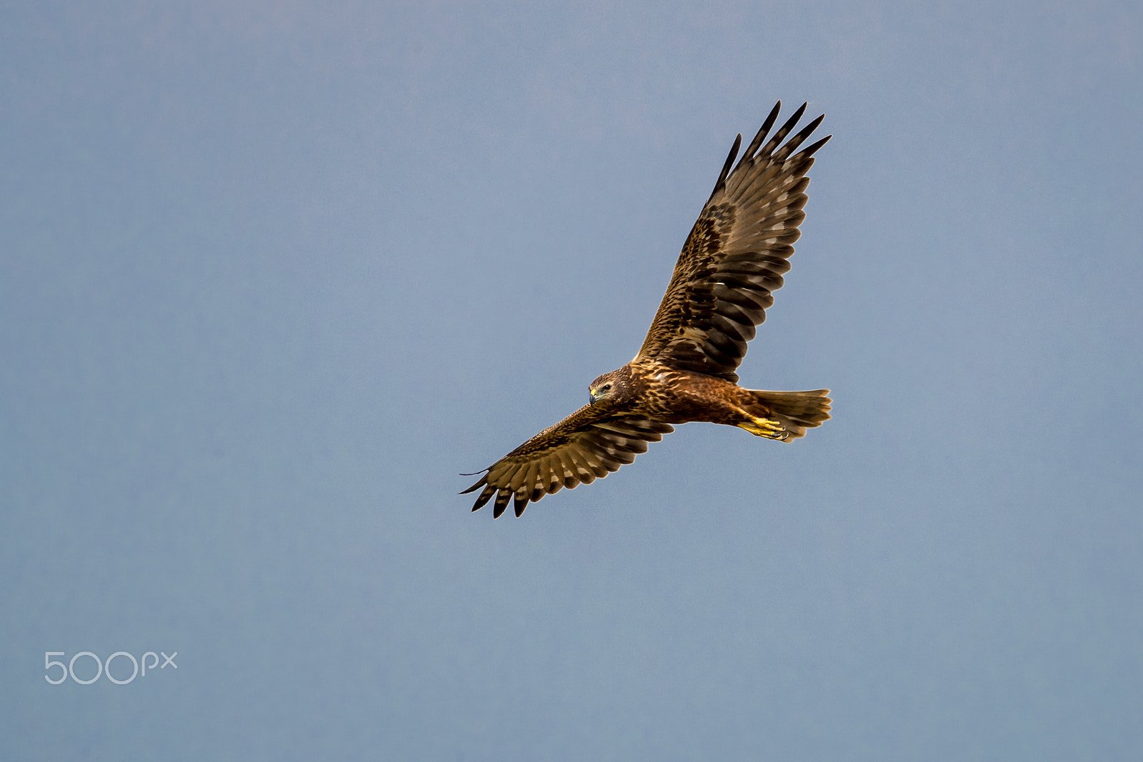 Canon EF 500mm F4L IS II USM sample photo. Eastern marsh harrier (circus spilonotus) in flight photography