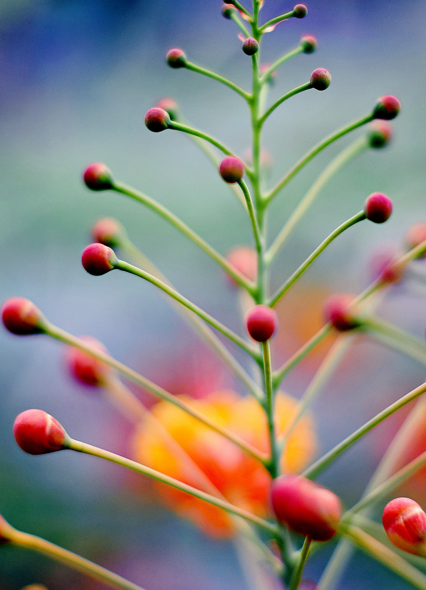 Sony SLT-A57 + Sony DT 50mm F1.8 SAM sample photo. Phao hoa thg () photography