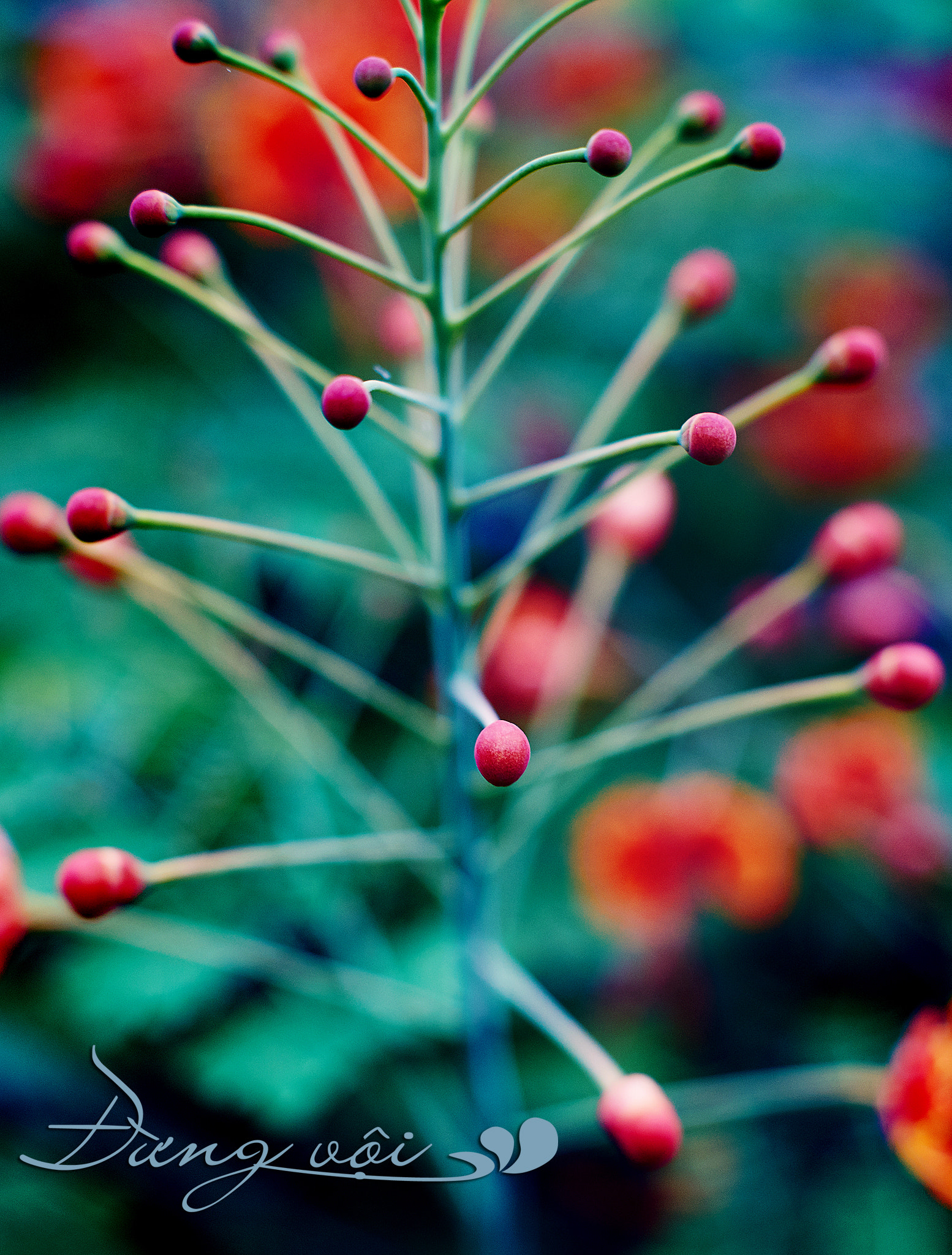Sony SLT-A57 + Sony DT 50mm F1.8 SAM sample photo. Phao hoa thg () photography