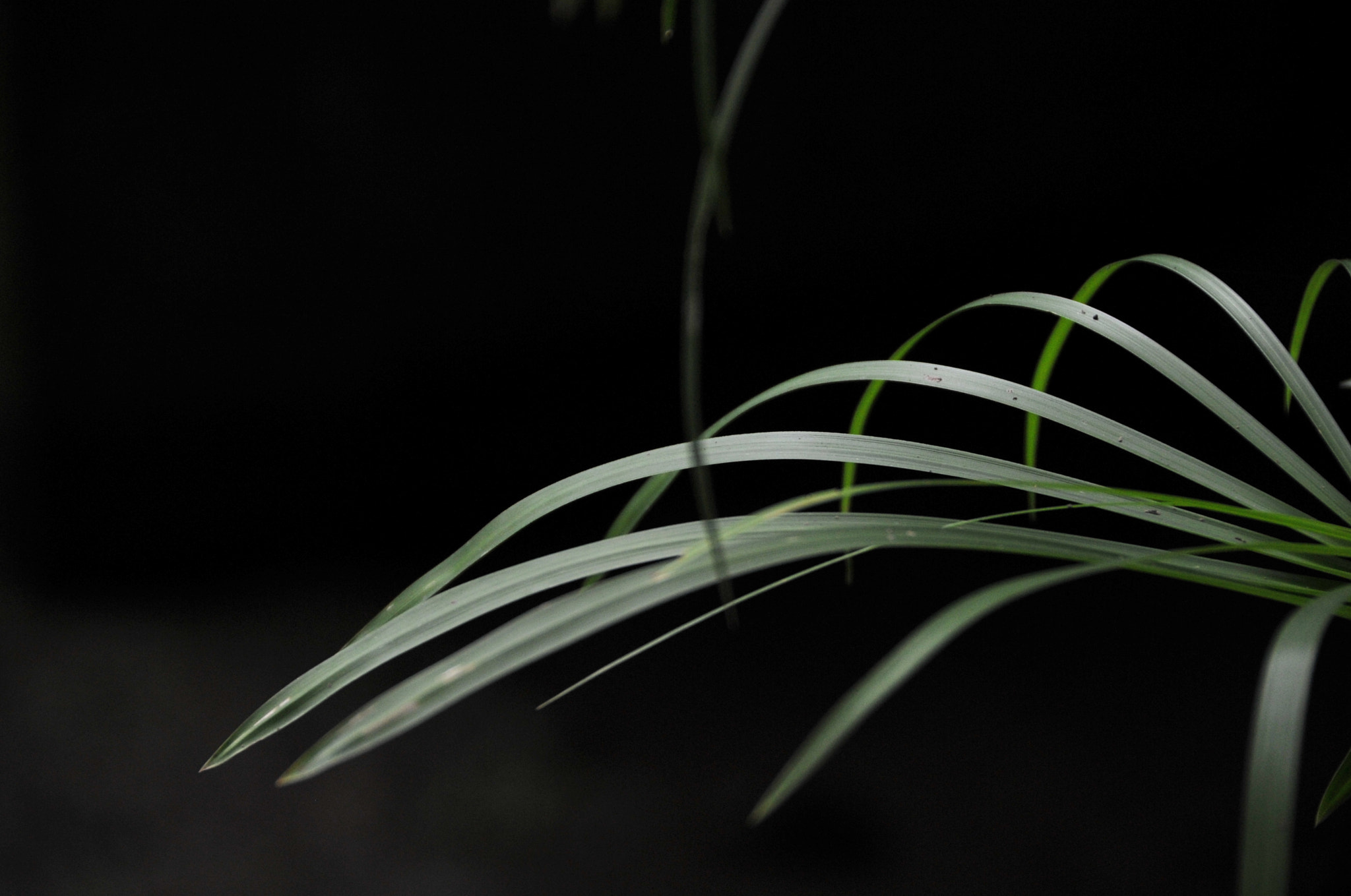 Nikon D3S sample photo. .. photography
