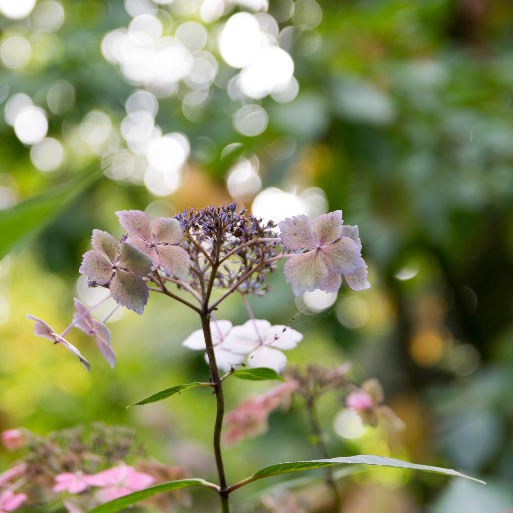 Sigma 17-50mm F2.8 EX DC HSM sample photo. Autumn hydrangea photography