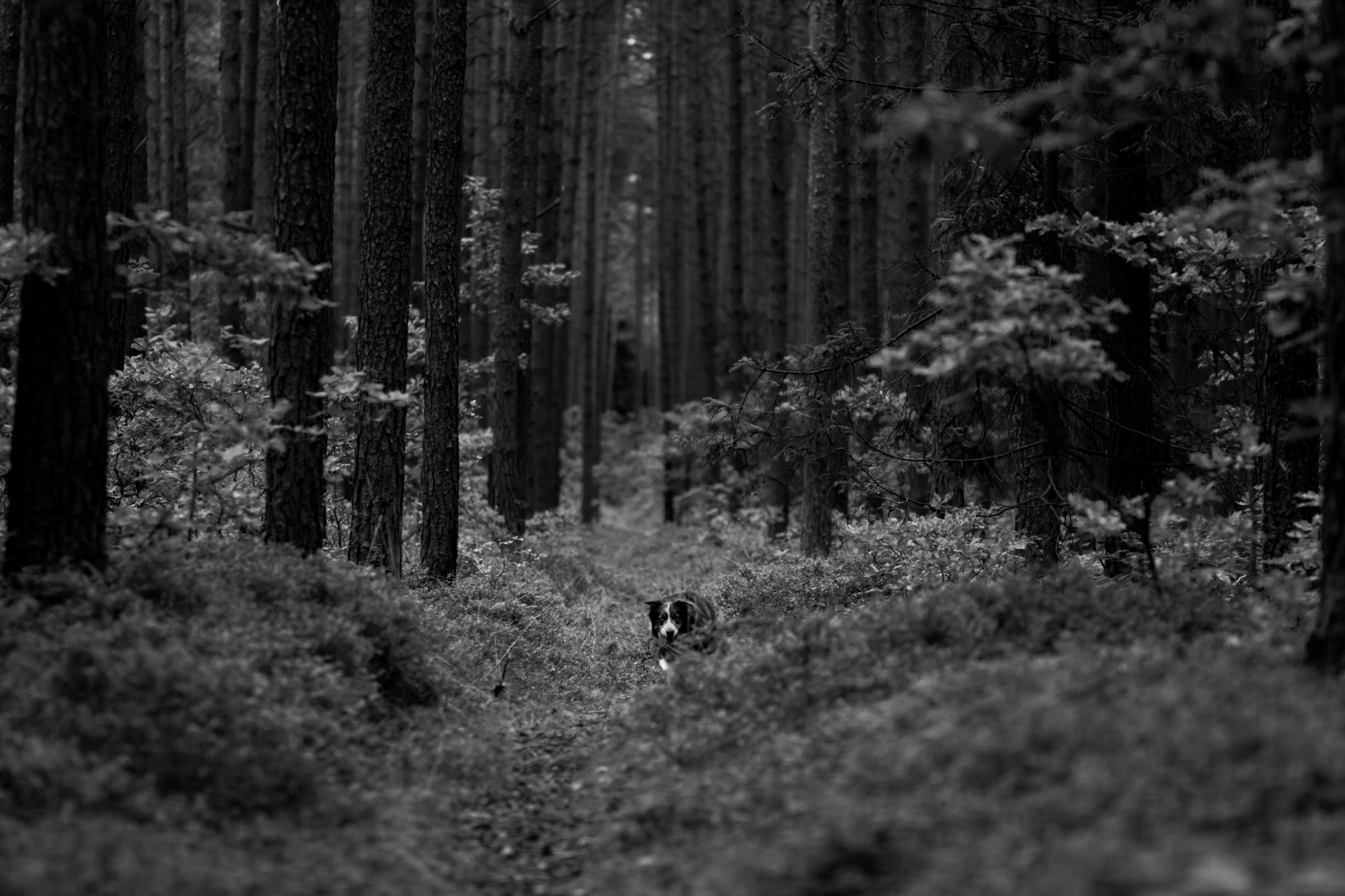 Canon EOS 650D (EOS Rebel T4i / EOS Kiss X6i) + Canon EF 85mm F1.8 USM sample photo. Forest <3 photography