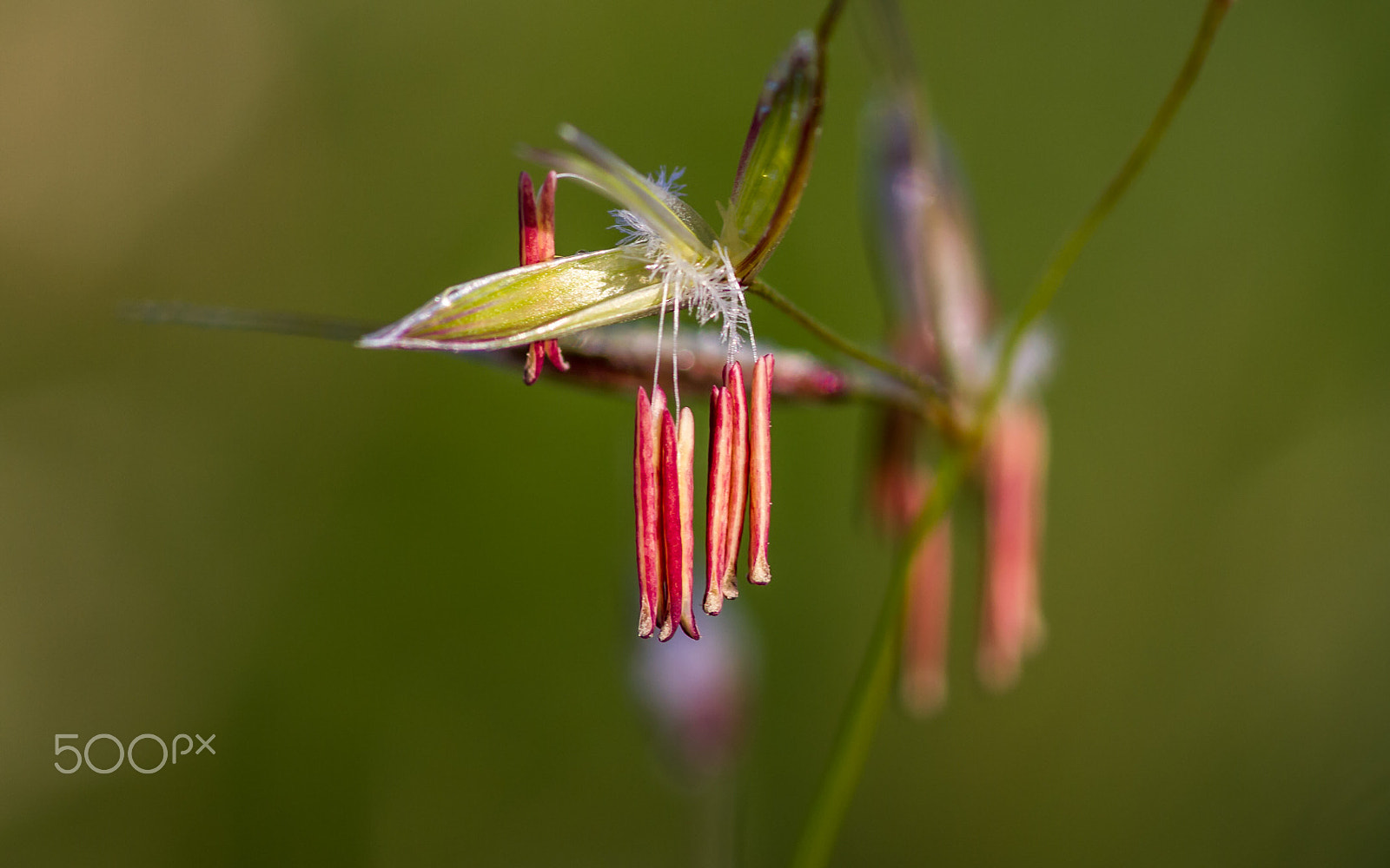 Canon EOS 7D + Tamron SP AF 90mm F2.8 Di Macro sample photo. Just hanging there photography