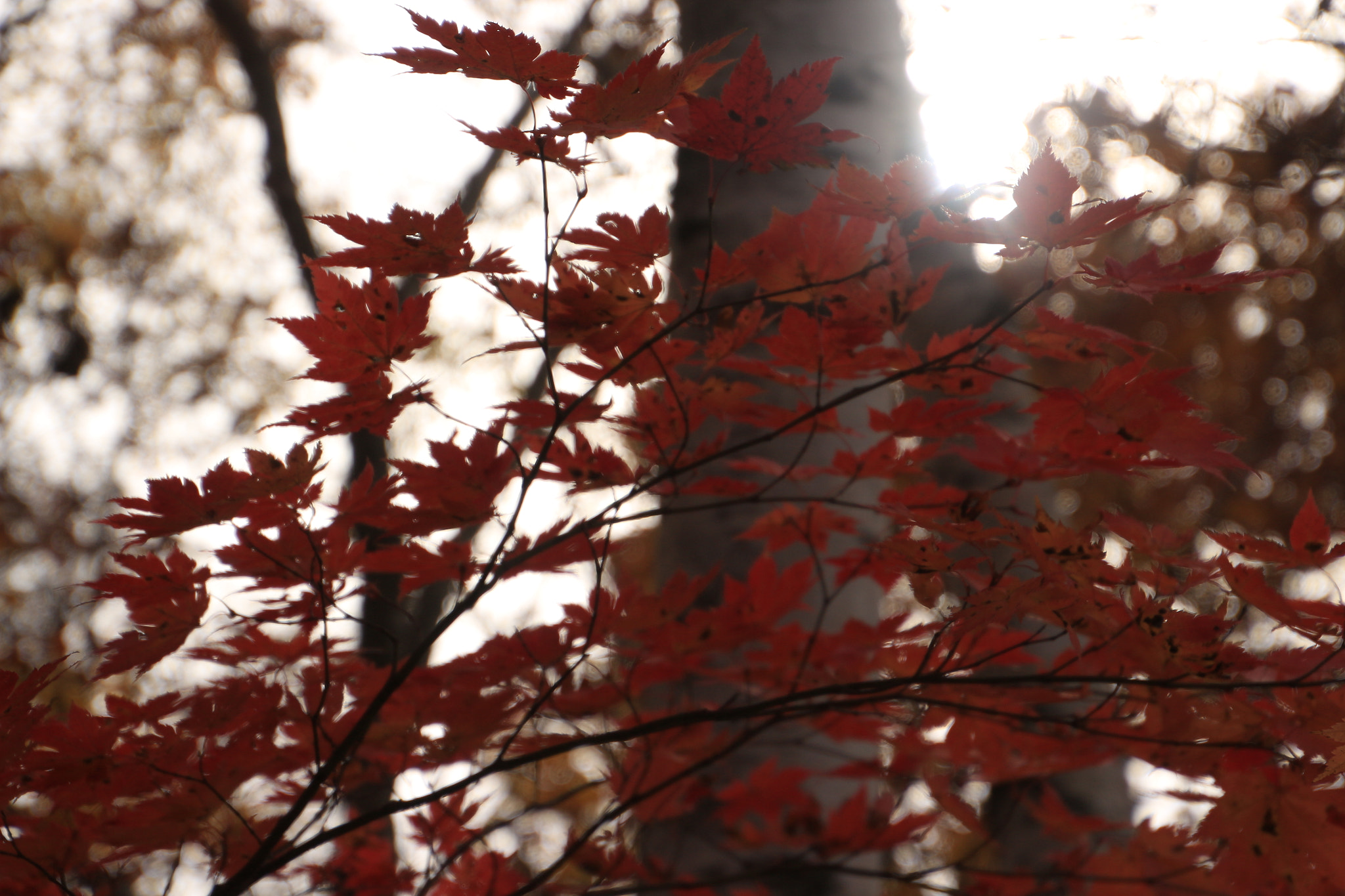 Canon EOS 650D (EOS Rebel T4i / EOS Kiss X6i) sample photo