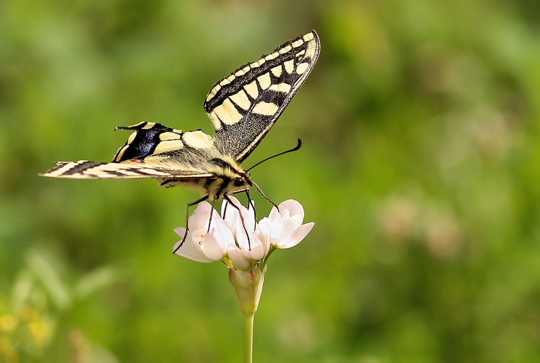 Sigma 105mm F2.8 EX DG OS HSM sample photo. Swallowtail butterfly - papilio saharae. photography