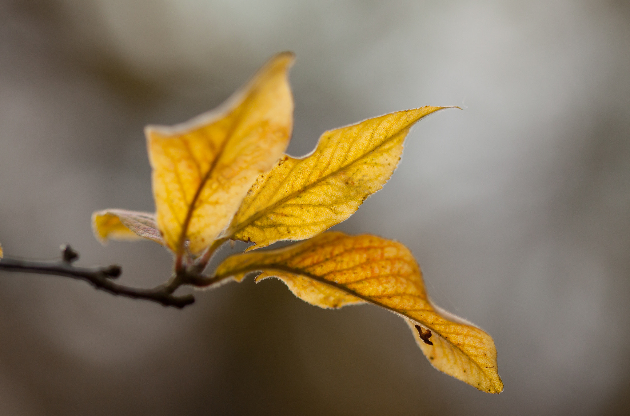 Canon EF 100mm F2.8 Macro USM sample photo. Yellow fall photography