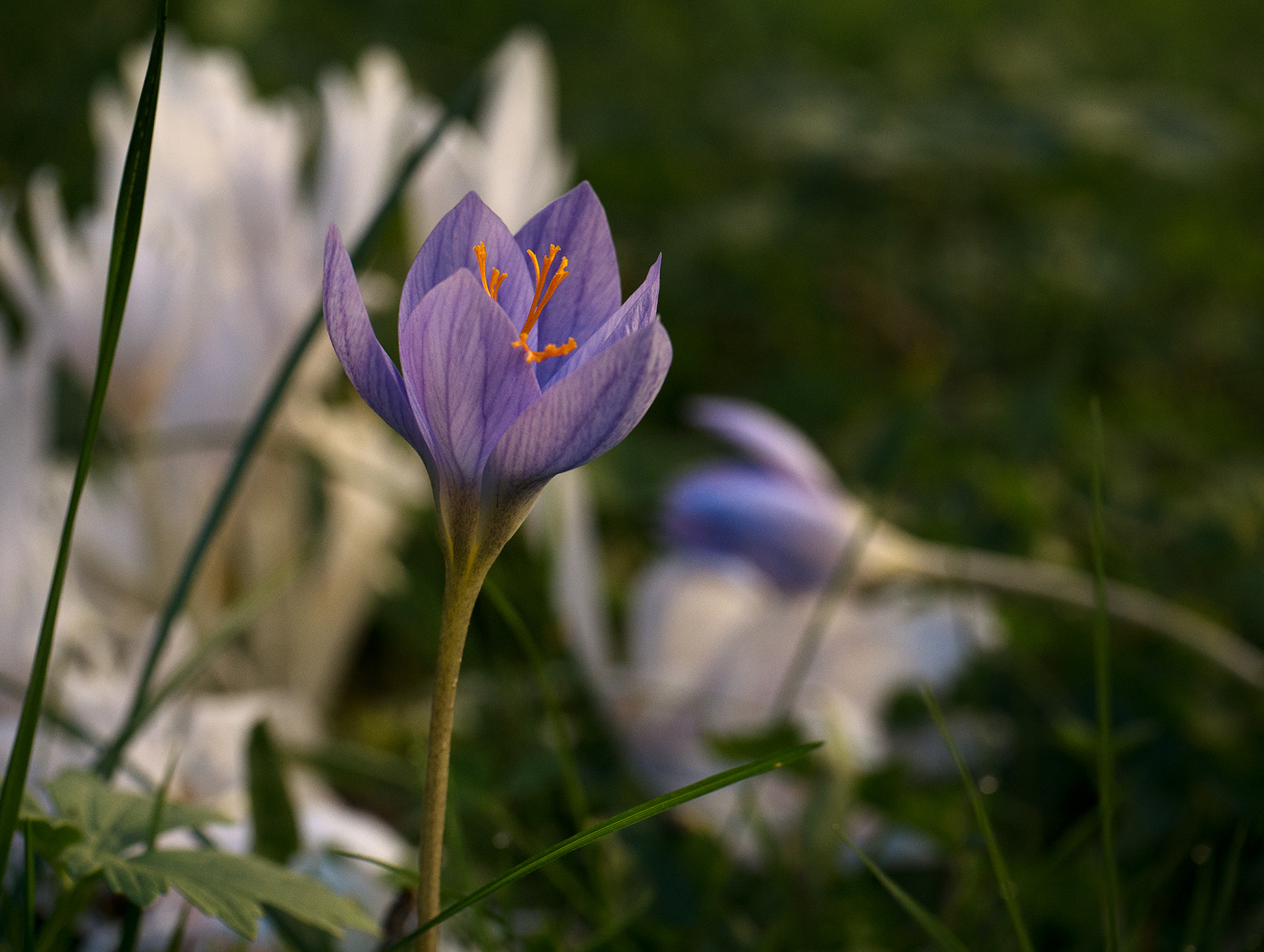 Panasonic Leica DG Macro-Elmarit 45mm F2.8 ASPH OIS sample photo. Autumn glow photography