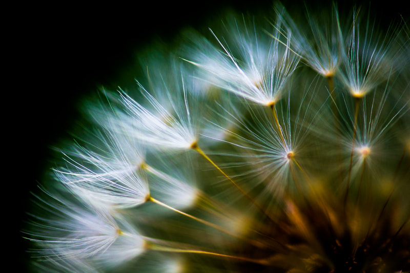 Canon EF 180mm F3.5L Macro USM sample photo. Fluff of a dandelion photography