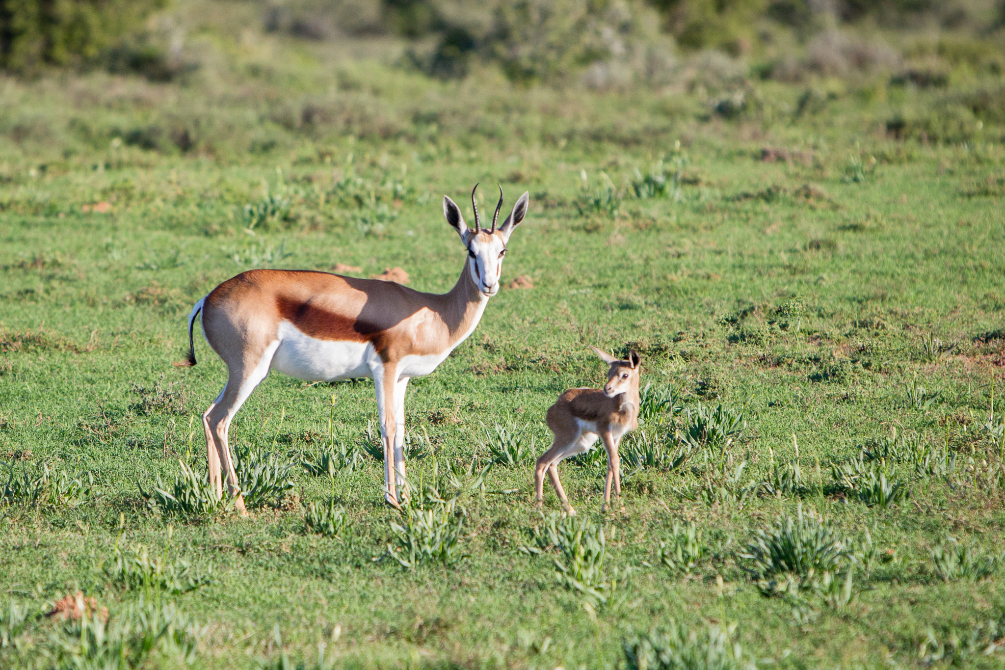 Canon EOS-1D Mark IV sample photo. Mother and calf photography