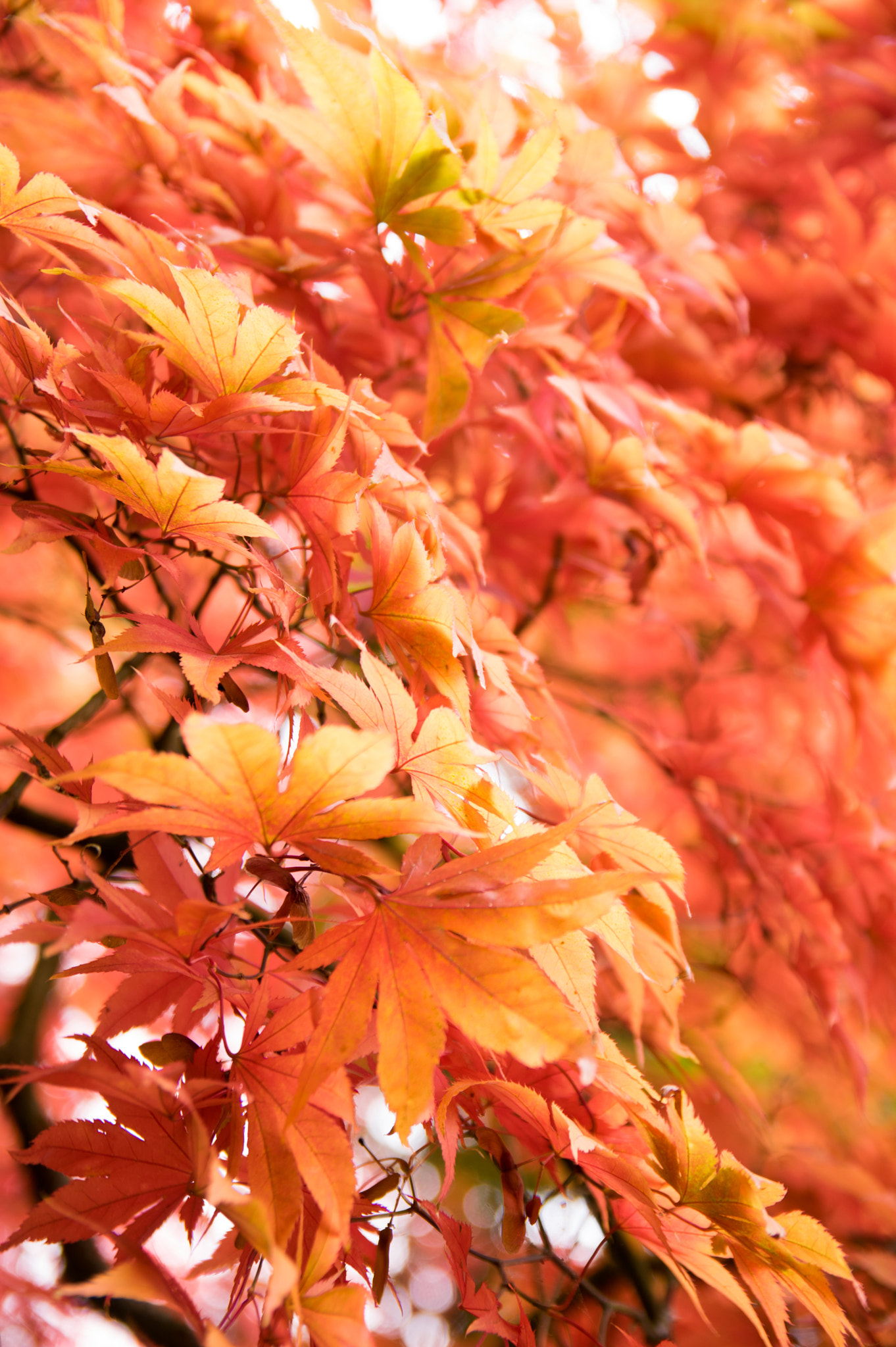 Pentax K-3 II sample photo. Autumn leaves photography