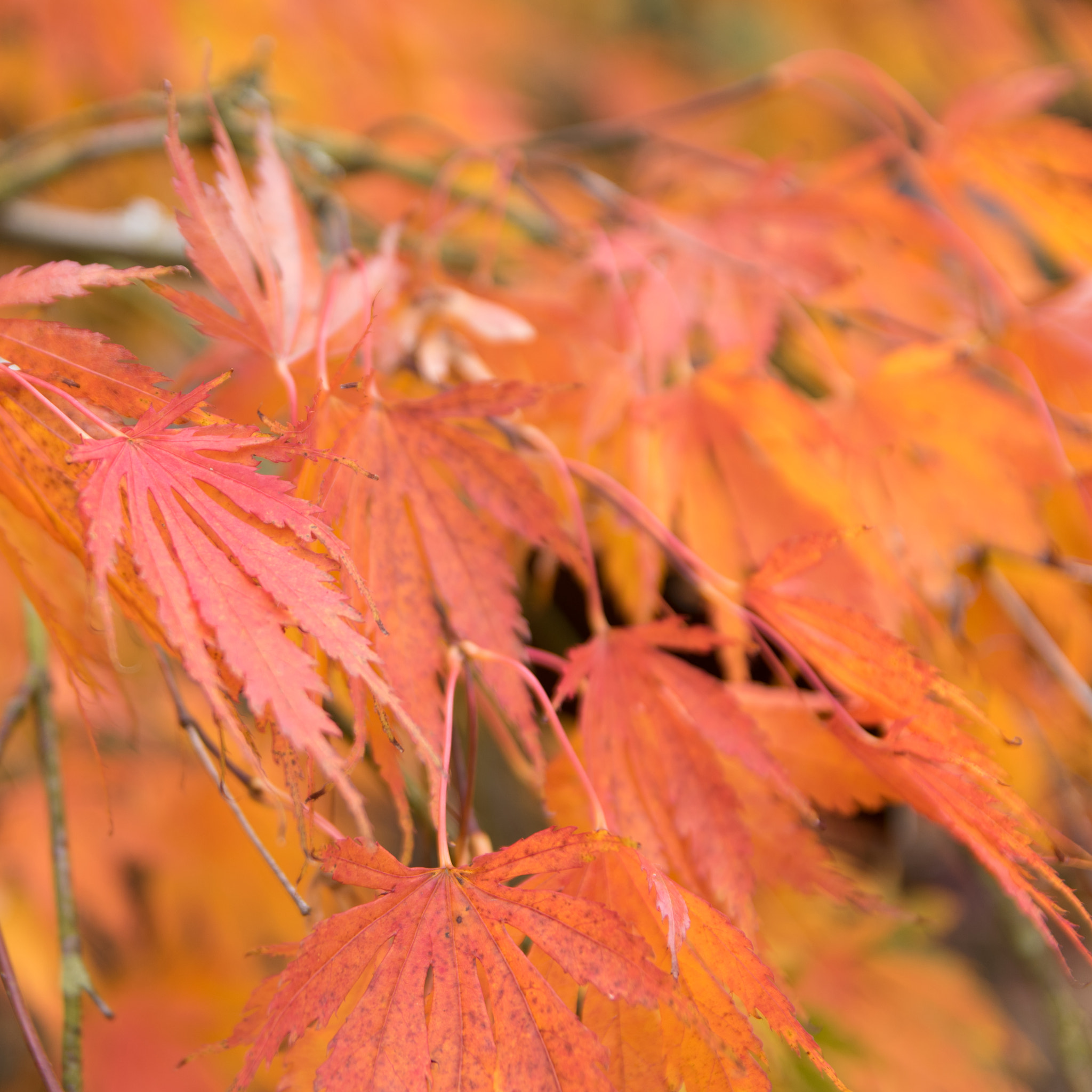 Sigma 17-50mm F2.8 EX DC HSM sample photo. Autumn leaves photography