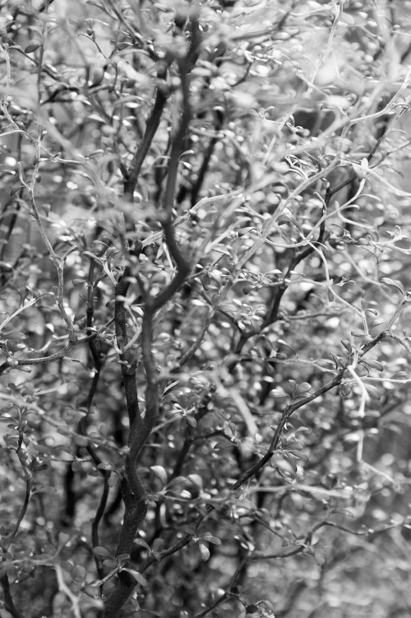 Sigma 17-50mm F2.8 EX DC HSM sample photo. Tangled twigs photography