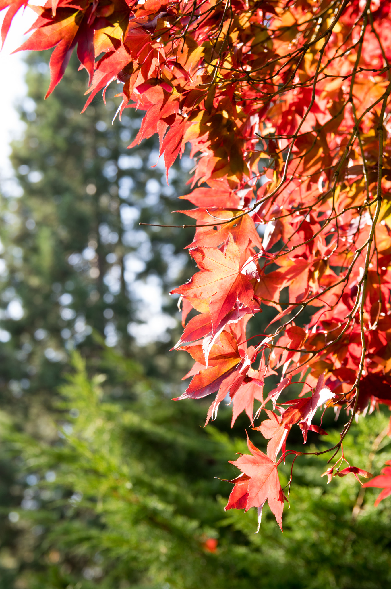 Sigma 17-50mm F2.8 EX DC HSM sample photo. Autumn leaves photography