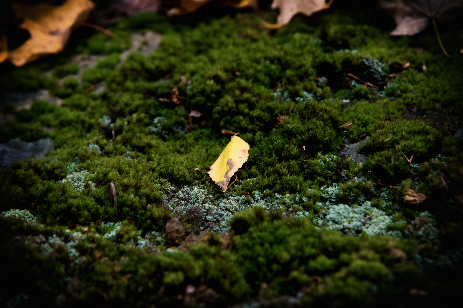 Nikon AF-S Nikkor 24-120mm F4G ED VR sample photo. Moss photography