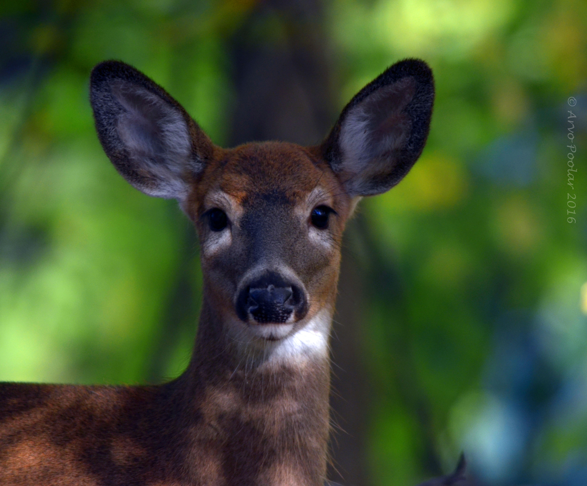 Nikon D7000 + Sigma 18-200mm F3.5-6.3 DC sample photo. Young fawn in the forest photography