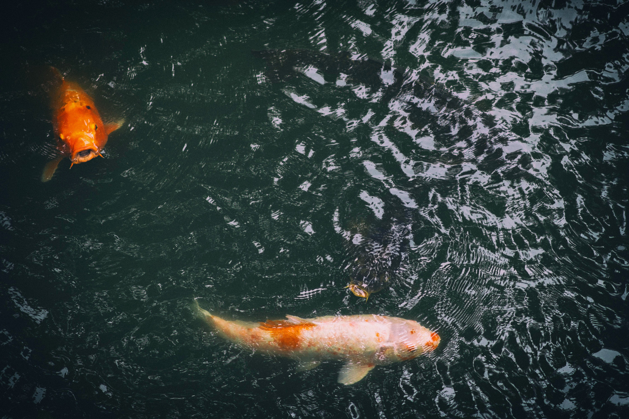 Nikon AF-S Nikkor 85mm F1.4G sample photo. Koi photography