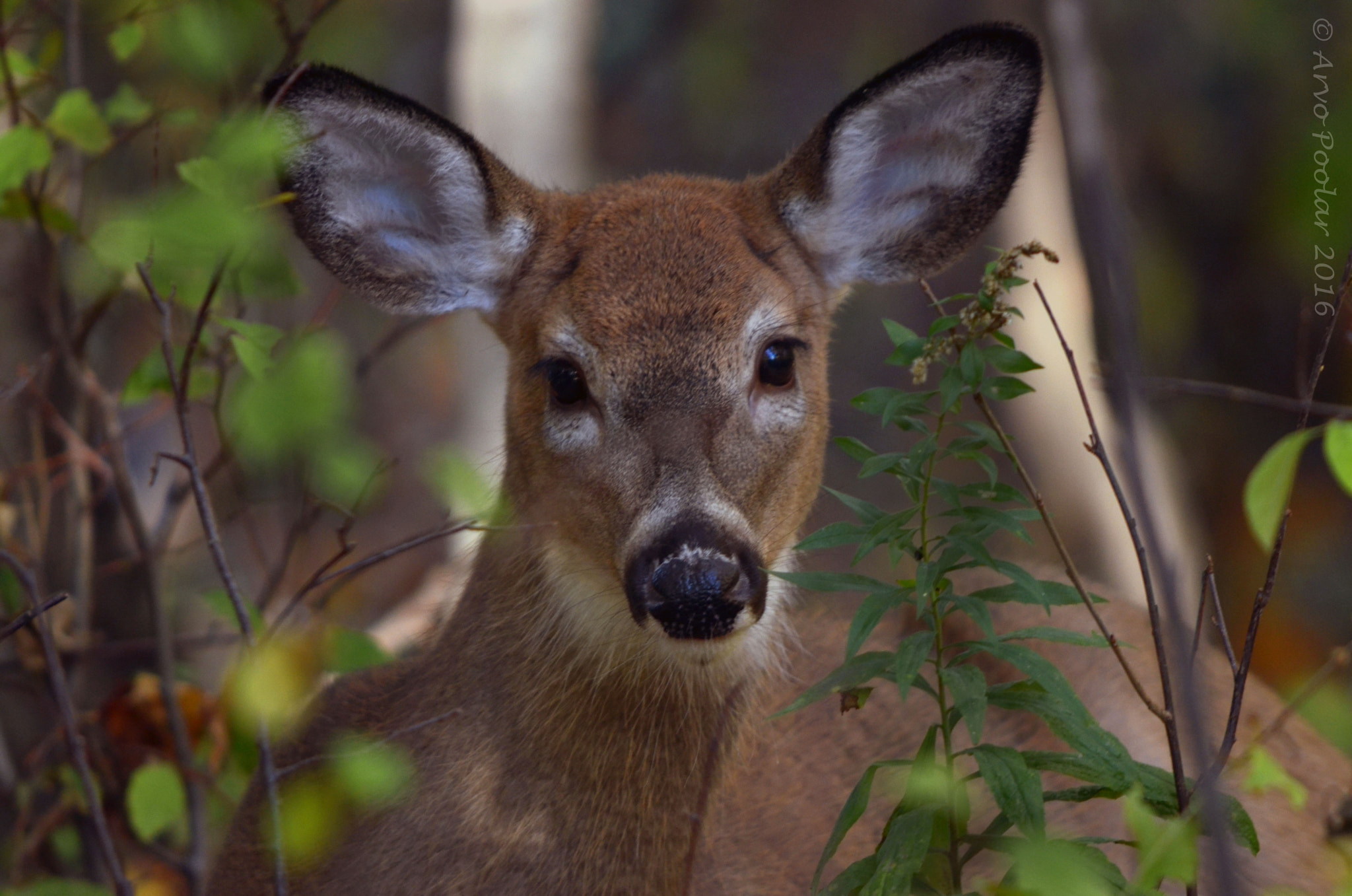 Nikon D7000 + AF Zoom-Nikkor 35-105mm f/3.5-4.5D sample photo. Young fawn in the forest photography