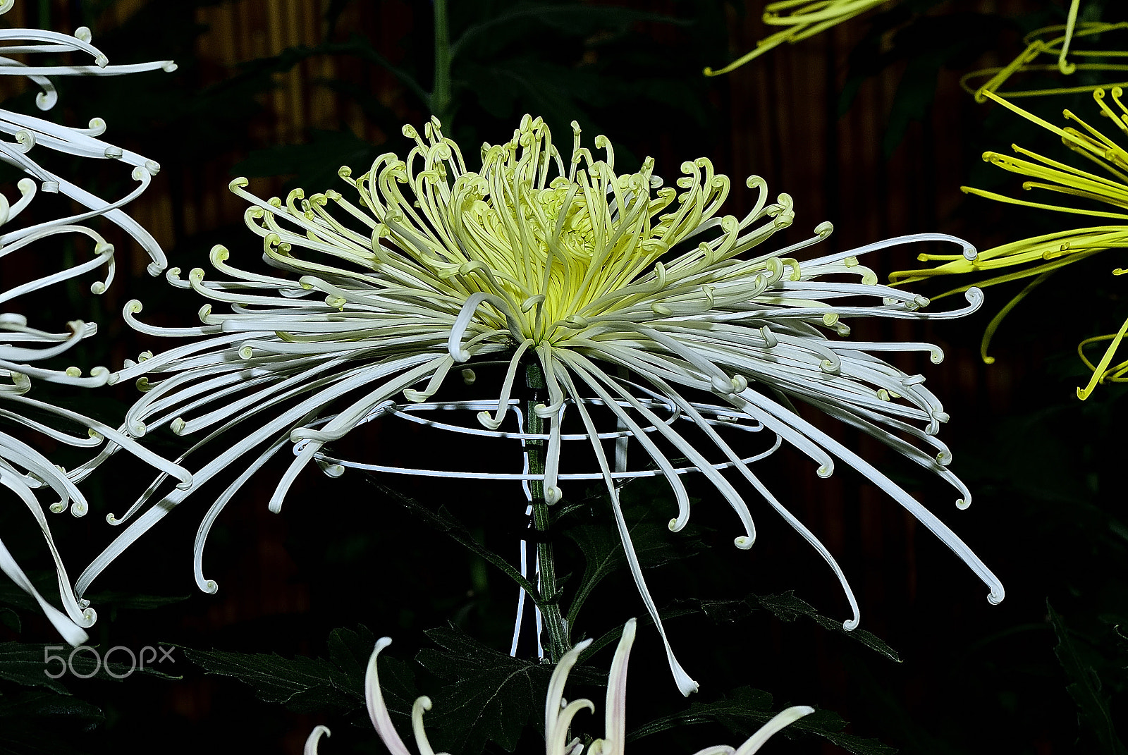 Nikon D200 sample photo. Kobe chrysanthemum exhibition～神戸菊花展～3 photography