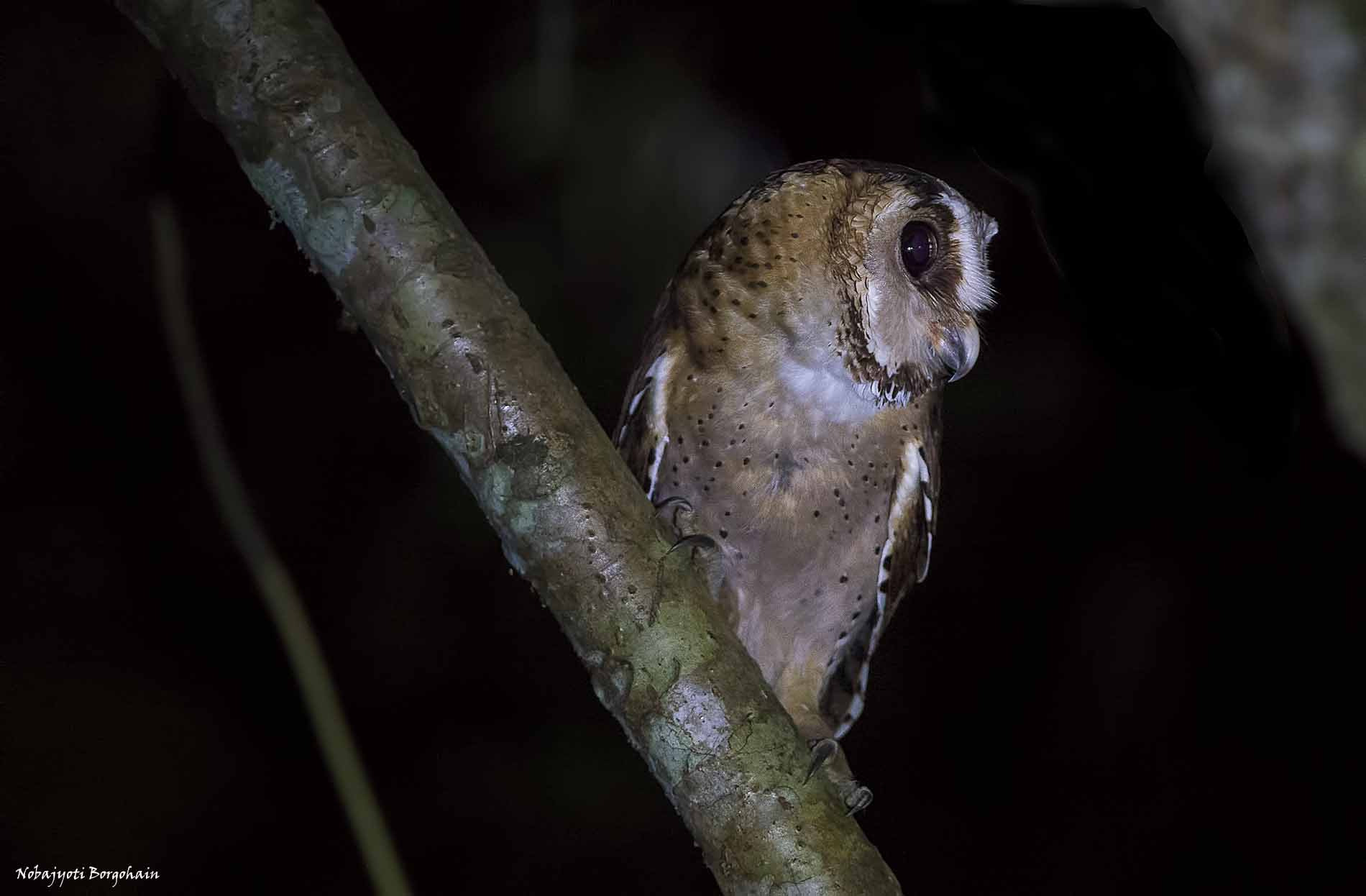 Nikon AF-S Nikkor 300mm F2.8G ED VR II sample photo. Oriental bay owl photography
