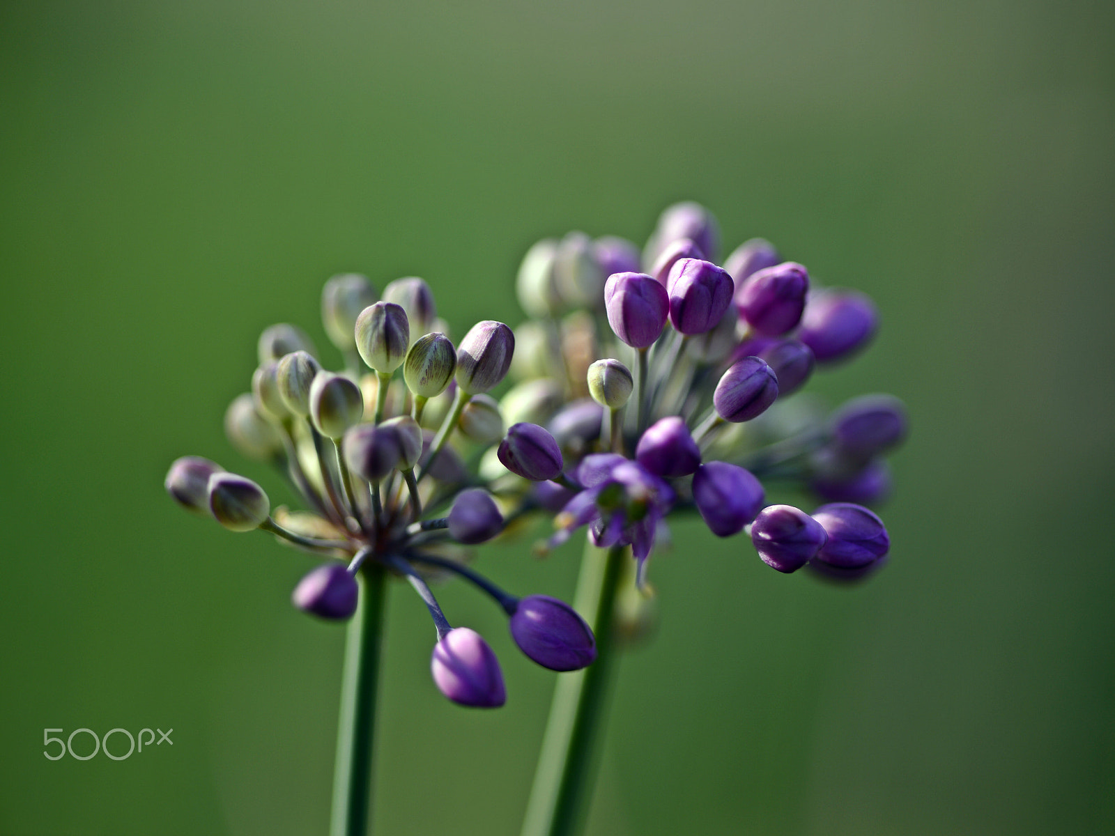 Nikon Df sample photo. Japanese onion photography