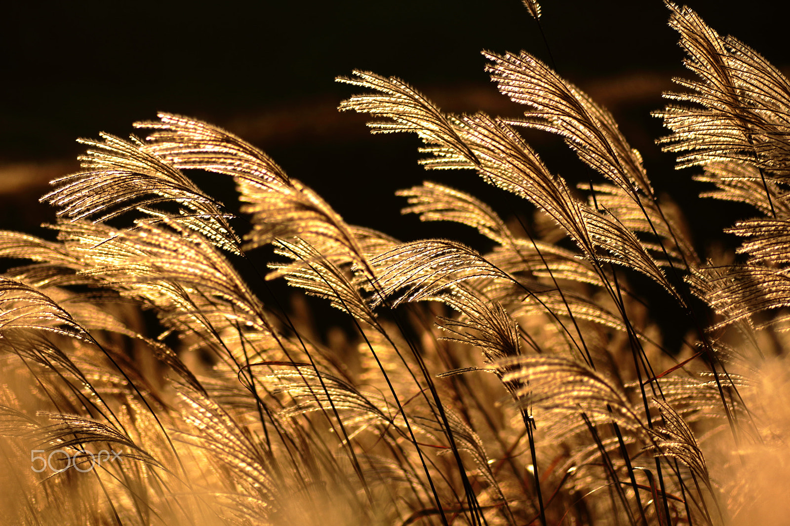 Canon EOS 60D + Tamron SP AF 90mm F2.8 Di Macro sample photo. Tonomine plateau_03 photography