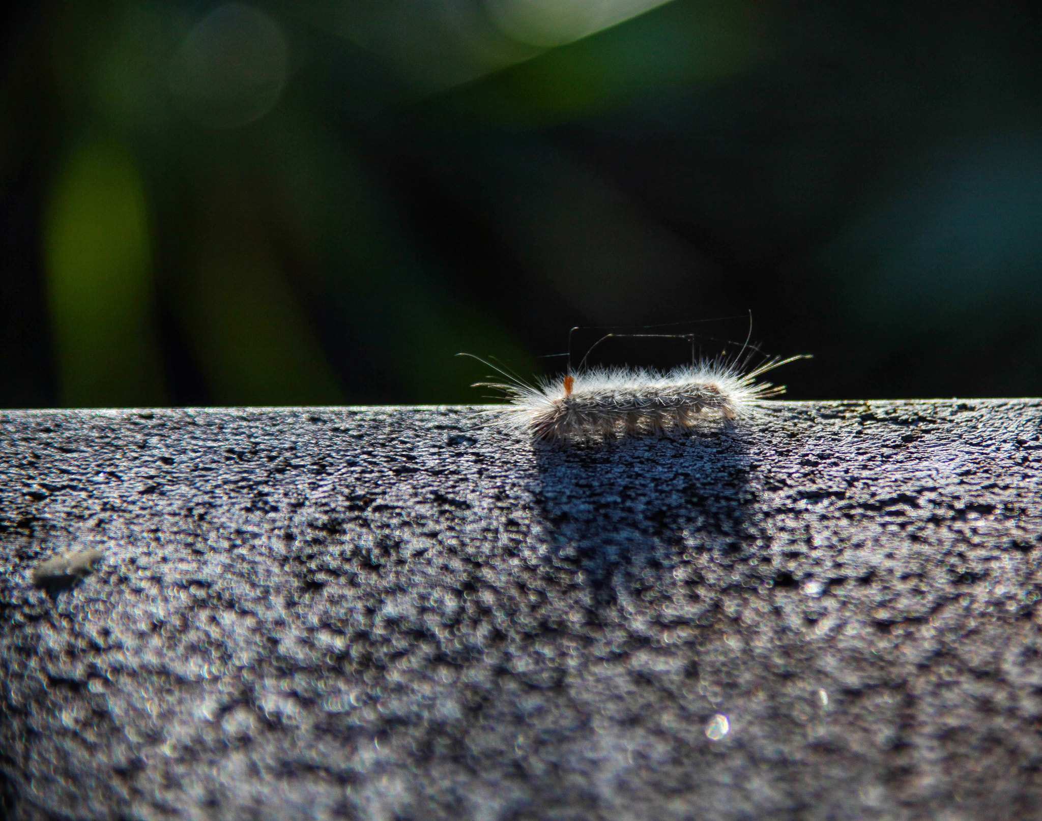 Tamron AF 28-200mm F3.8-5.6 XR Di Aspherical (IF) Macro sample photo. Edwards wasp moth caterpillar photography