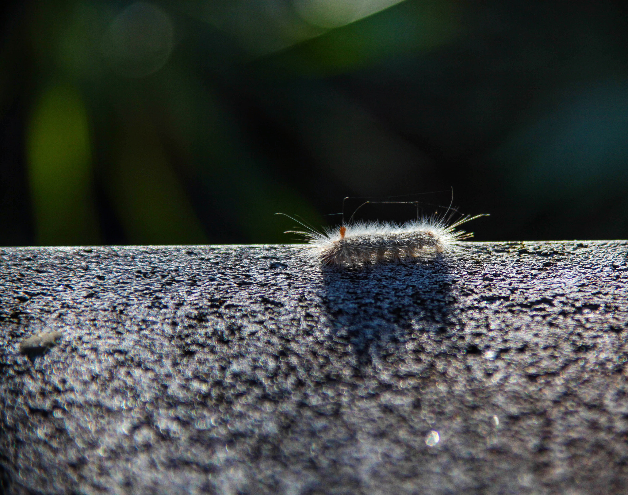 Canon EOS 5D Mark II + Tamron AF 28-200mm F3.8-5.6 XR Di Aspherical (IF) Macro sample photo. Edwards wasp moth caterpillar photography