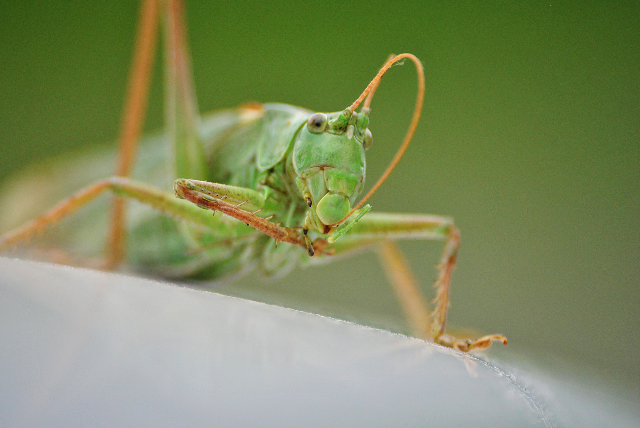 Nikon D3000 sample photo. Insect photography