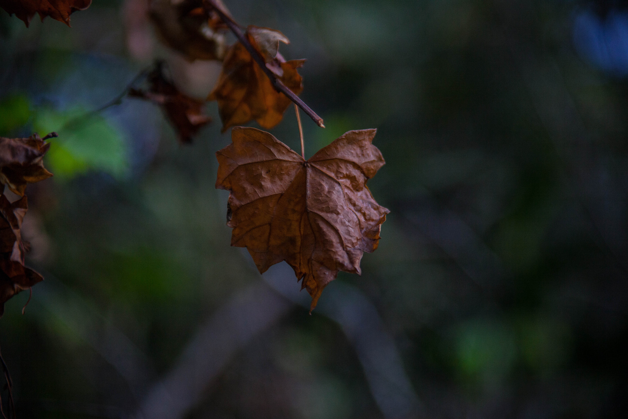 Canon EOS 5D Mark II + Tamron AF 28-200mm F3.8-5.6 XR Di Aspherical (IF) Macro sample photo. Season change photography