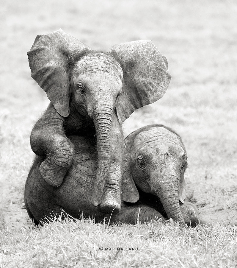 30 Cute Funny Baby Elephant Images That Will Brighten Up Your Day 500px