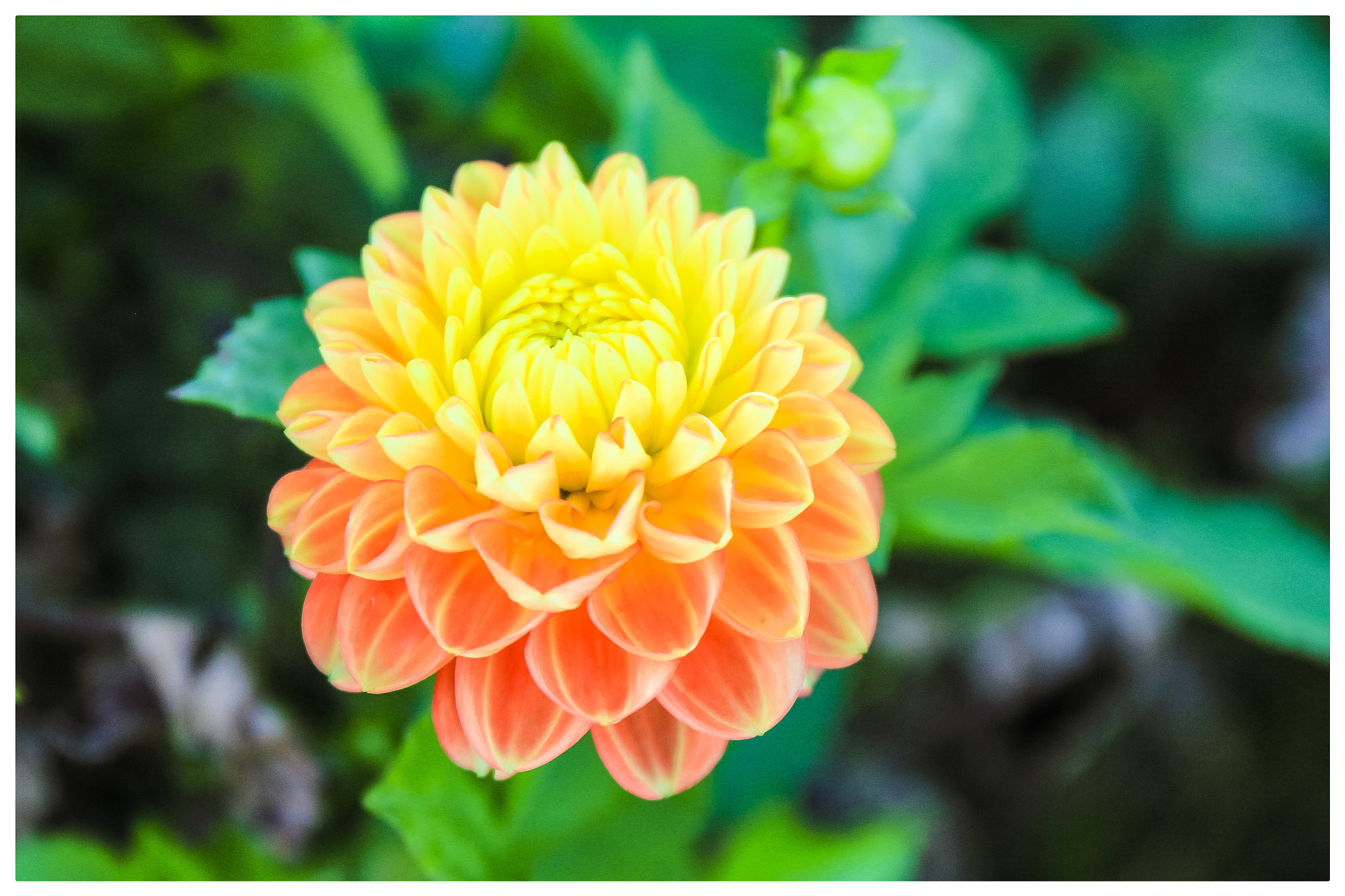 Canon EF 24-70mm F4L IS USM sample photo