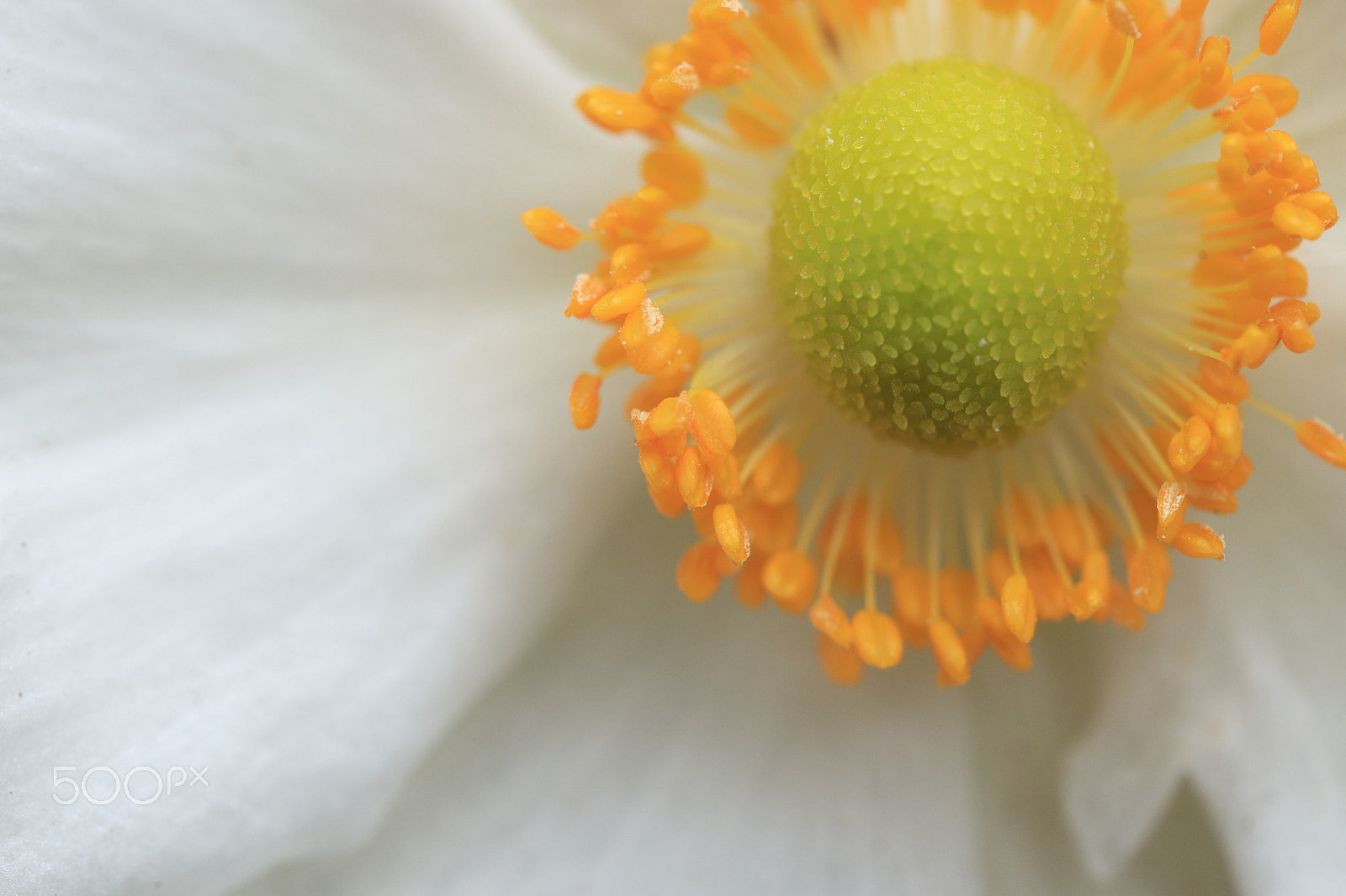 Canon EF-S 60mm F2.8 Macro USM sample photo. Japanese anemone photography