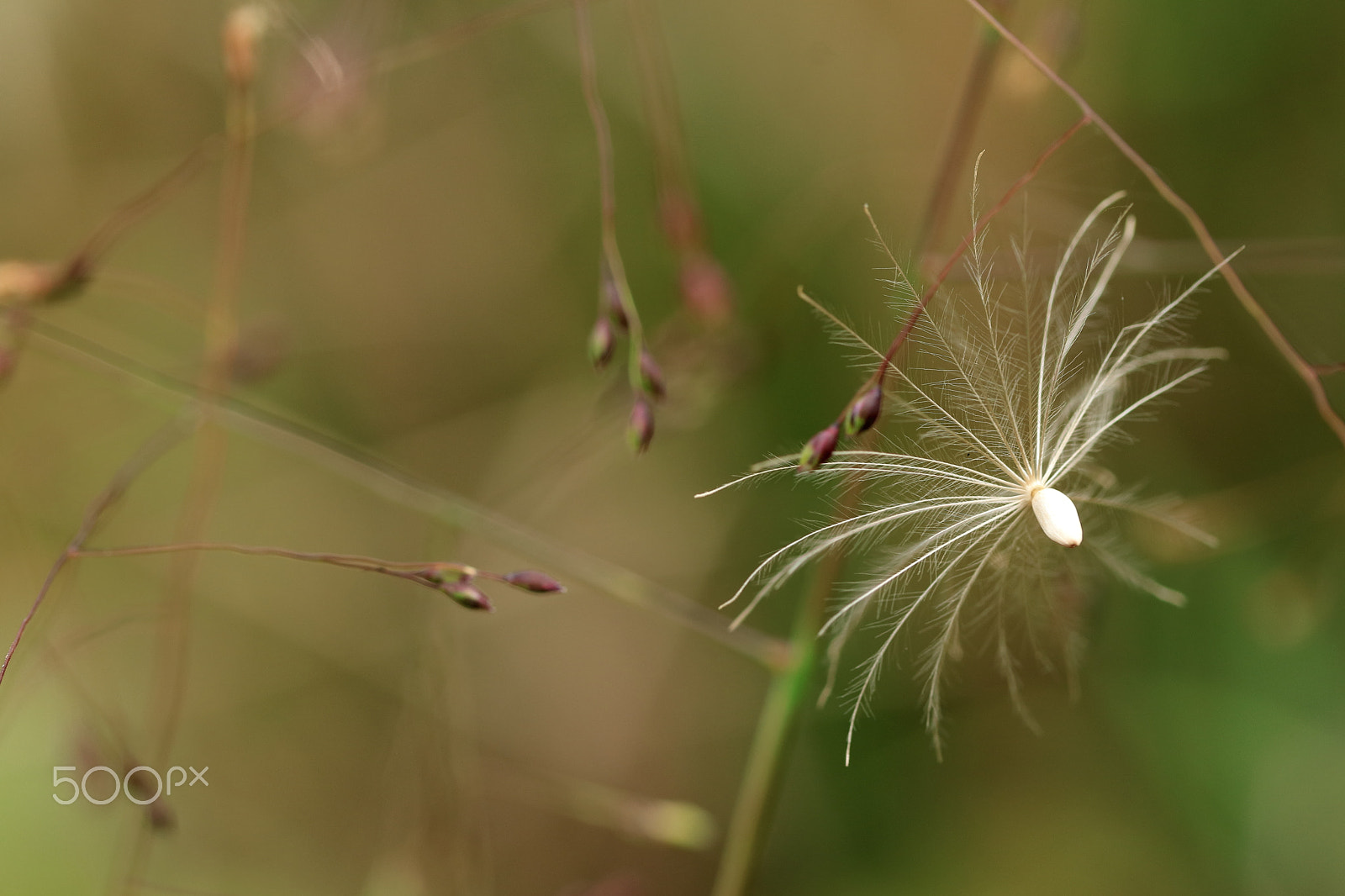 Canon EF-S 60mm F2.8 Macro USM sample photo. A parachute ball photography
