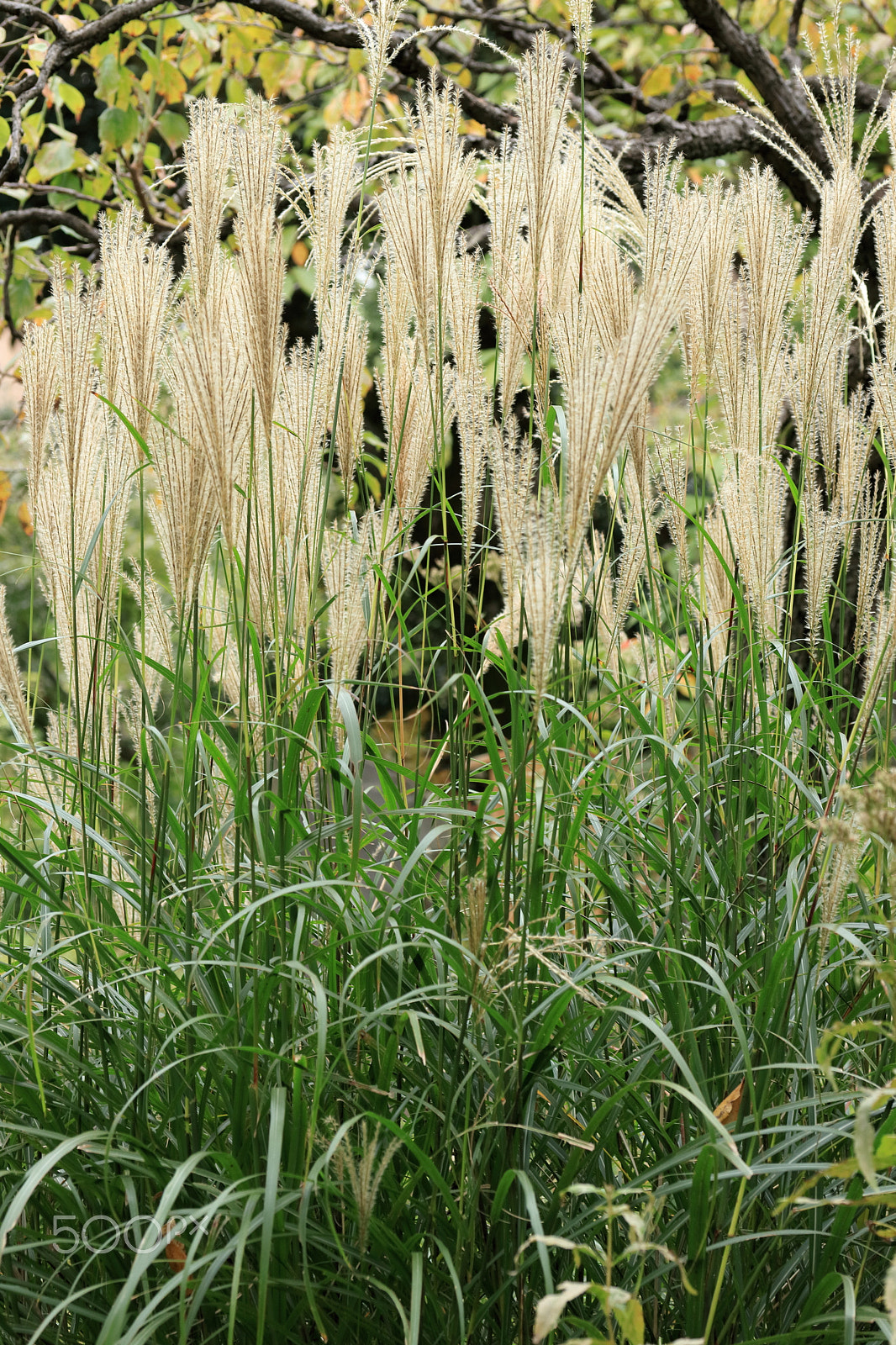 Canon EF-S 60mm F2.8 Macro USM sample photo. Japanese silver grass photography