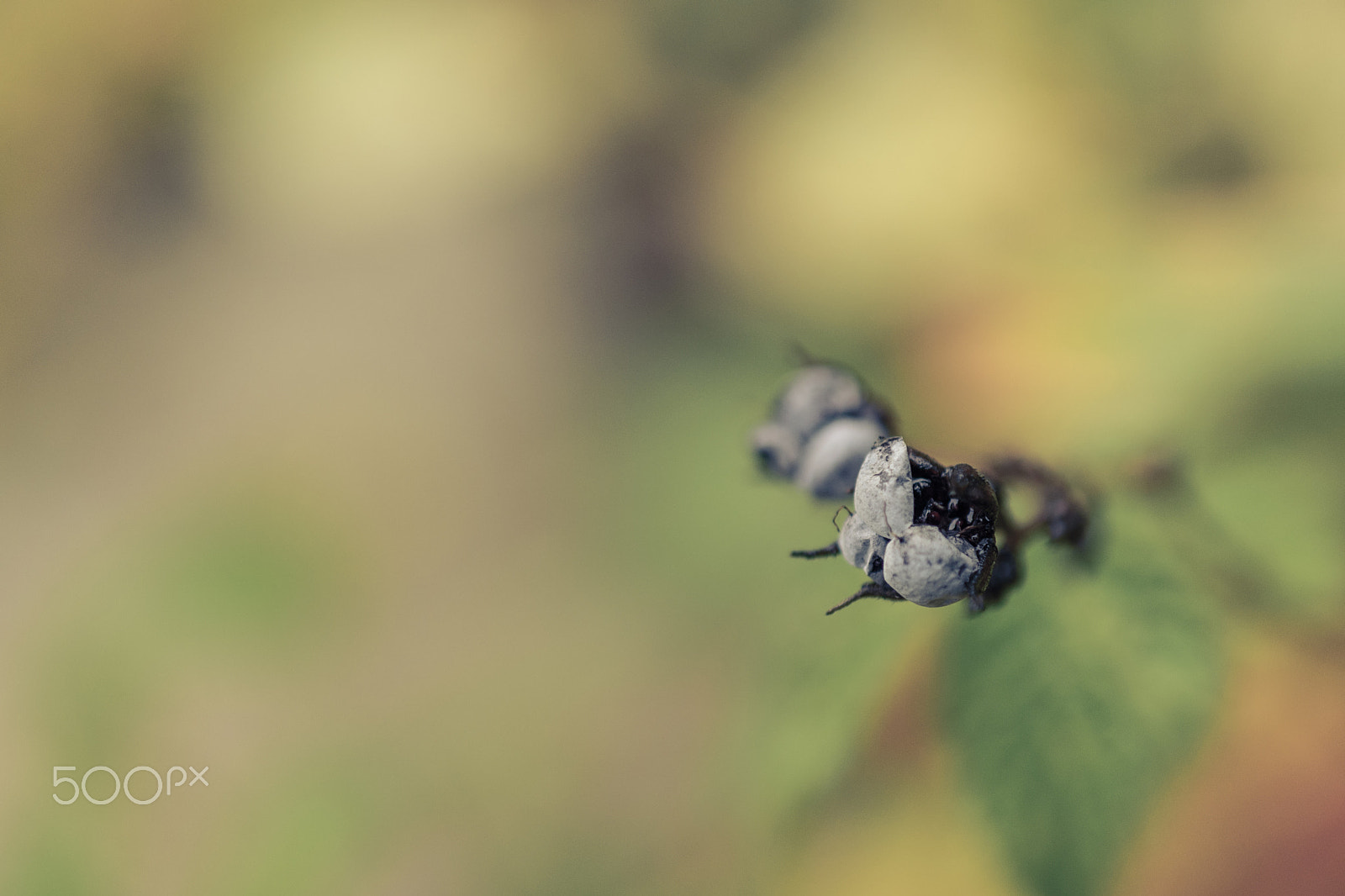 Nikon AF-S DX Micro Nikkor 40mm F2.8 sample photo. Macro blueberries photography