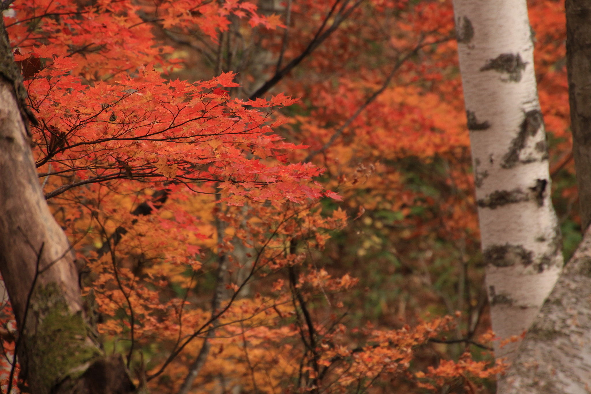 Canon EOS 650D (EOS Rebel T4i / EOS Kiss X6i) + Tamron 16-300mm F3.5-6.3 Di II VC PZD Macro sample photo. Autumn foliage in nigat photography