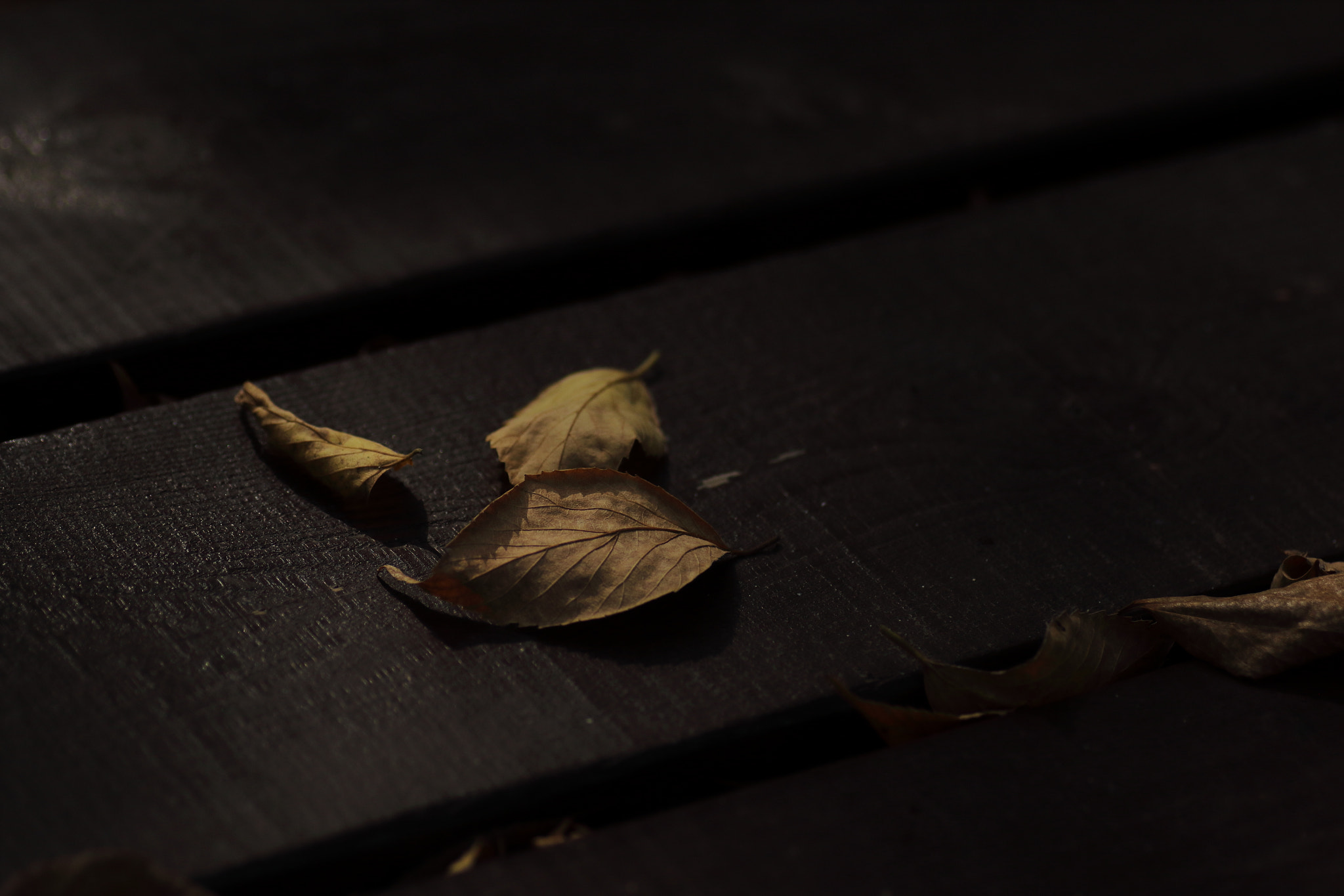 Canon EOS 7D Mark II + Tamron SP AF 90mm F2.8 Di Macro sample photo. ...秋の訪れ。 photography