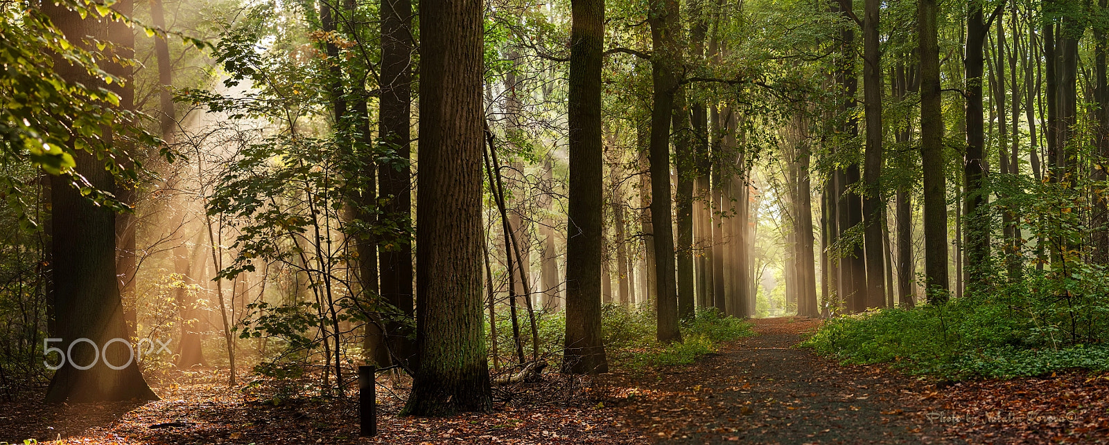Nikon D5000 sample photo. Sunbeam photography