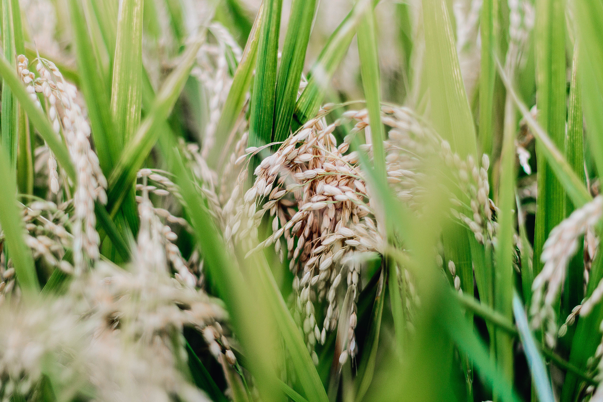Canon EOS 700D (EOS Rebel T5i / EOS Kiss X7i) sample photo. Paddy field photography