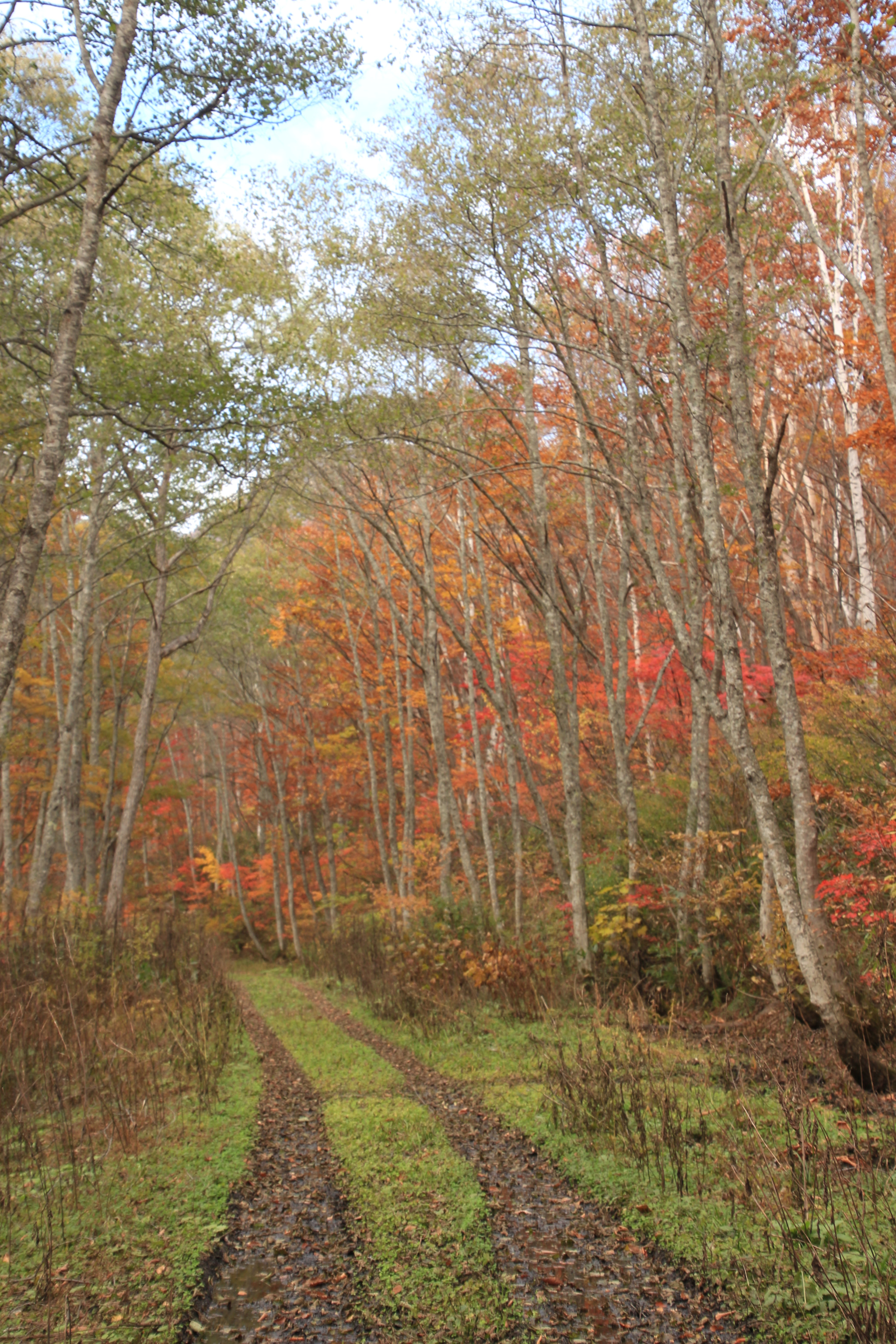 Canon EOS 650D (EOS Rebel T4i / EOS Kiss X6i) sample photo. Autumn foliage in myoko photography