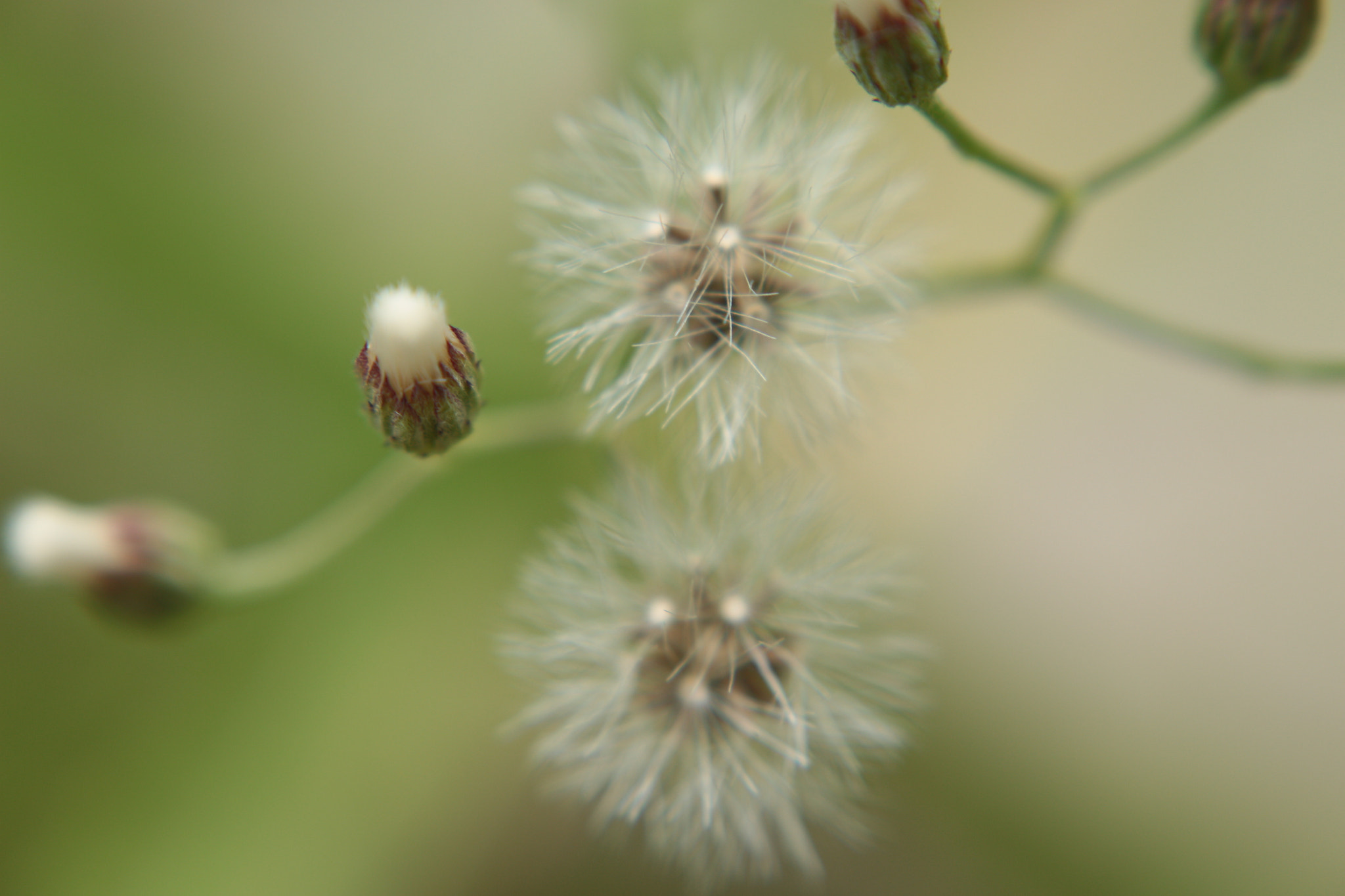Canon EOS 700D (EOS Rebel T5i / EOS Kiss X7i) sample photo. Img photography
