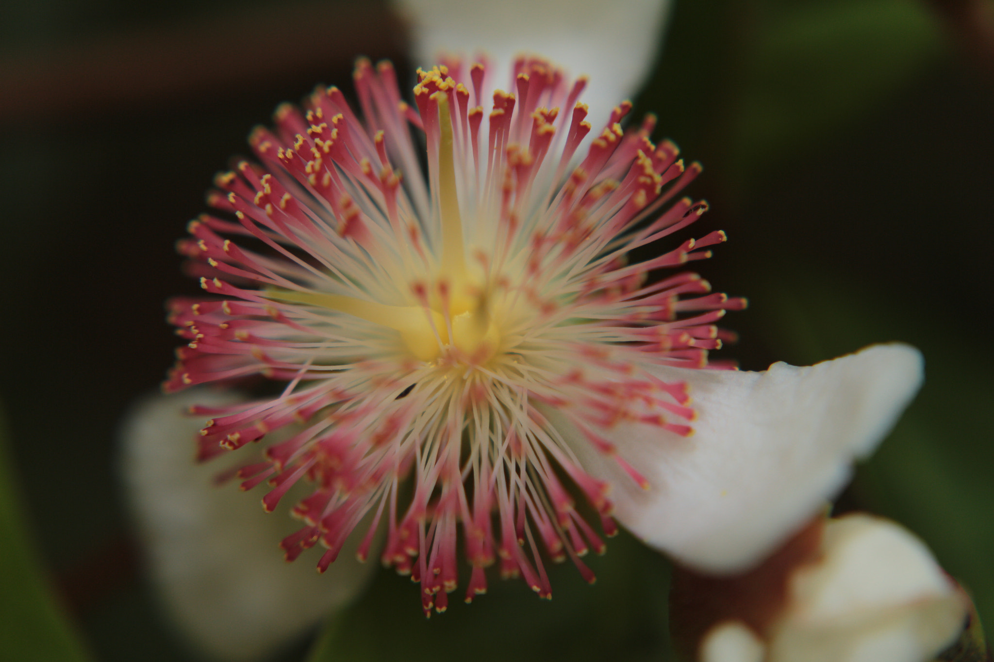 Canon EOS 700D (EOS Rebel T5i / EOS Kiss X7i) sample photo. Img photography