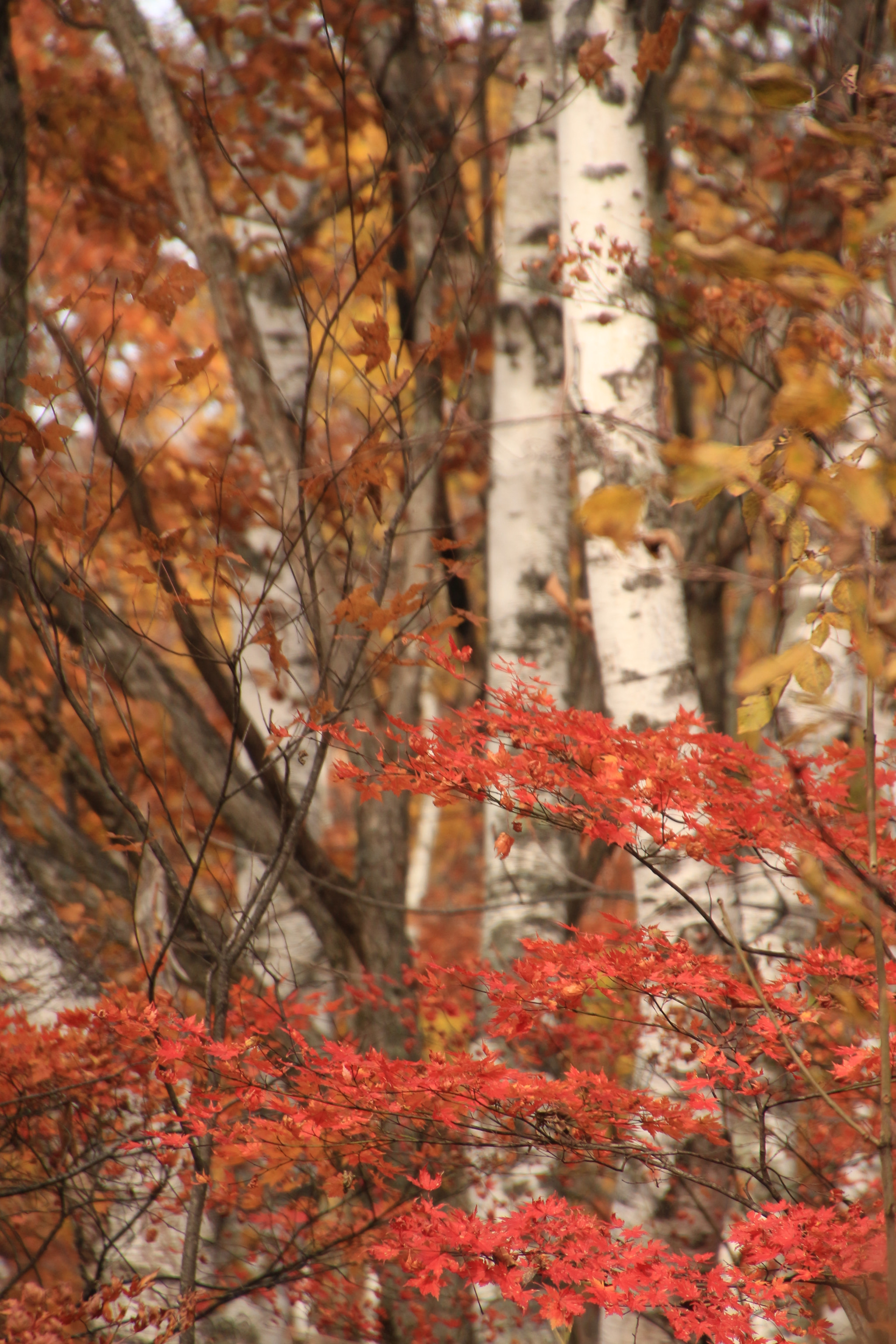 Canon EOS 650D (EOS Rebel T4i / EOS Kiss X6i) + Tamron 16-300mm F3.5-6.3 Di II VC PZD Macro sample photo. Autumn foliage shirakaba tree in niigata photography